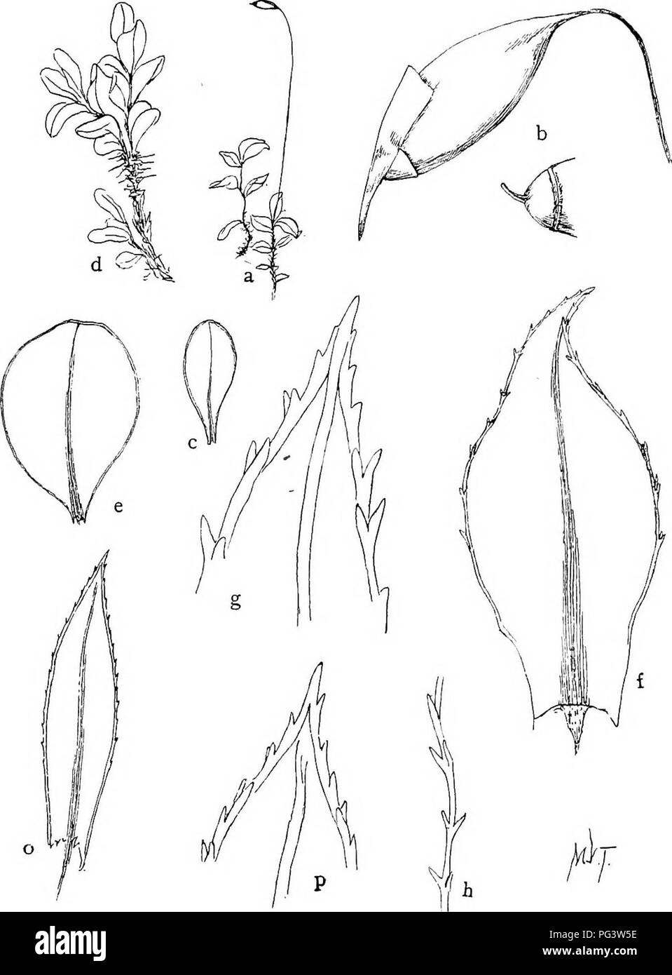 . Mosses with a hand-lens; a non-technical handbook of the more common and more easily recognized mosses of the north-eastern United States. Mosses. PivATE XXXI. a, M. punctatum X i. b, Capsule and operculum X 10. c, Leaf X 4- d, Var. elatum X i- e, Leaf of var. elatum X 4- f» Leaf of M. spinulosum X 20. g and h, Apex and margin of same X 40. 0, Leaf of M. hornum X 10. p, Apex of the same X 40.. Please note that these images are extracted from scanned page images that may have been digitally enhanced for readability - coloration and appearance of these illustrations may not perfectly resemble  Stock Photo