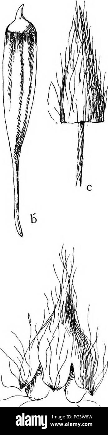 . Mosses with a hand-lens; a non-technical handbook of the more common and more easily recognized mosses of the north-eastern United States. Mosses. f ^-^N d&quot; Figure 29. a, a, Ulota crispa X 4 and X i respectively, b, b', Cap^ sules of the same X 20. c, Young sporophyte with calyptra X 20. d. d', U. Ludwigii X 4 and X I respectively, c, Capsule X 20. f, Calyptra of mature capsule X 21. twisted when dry. These two species grow exclusively on trees. U. Americana (Beauv.) Lindb., the American Ulota, grows exclusively on rocks. Its leaves are rigid when dry like those of Orthotrichum, not cri Stock Photo