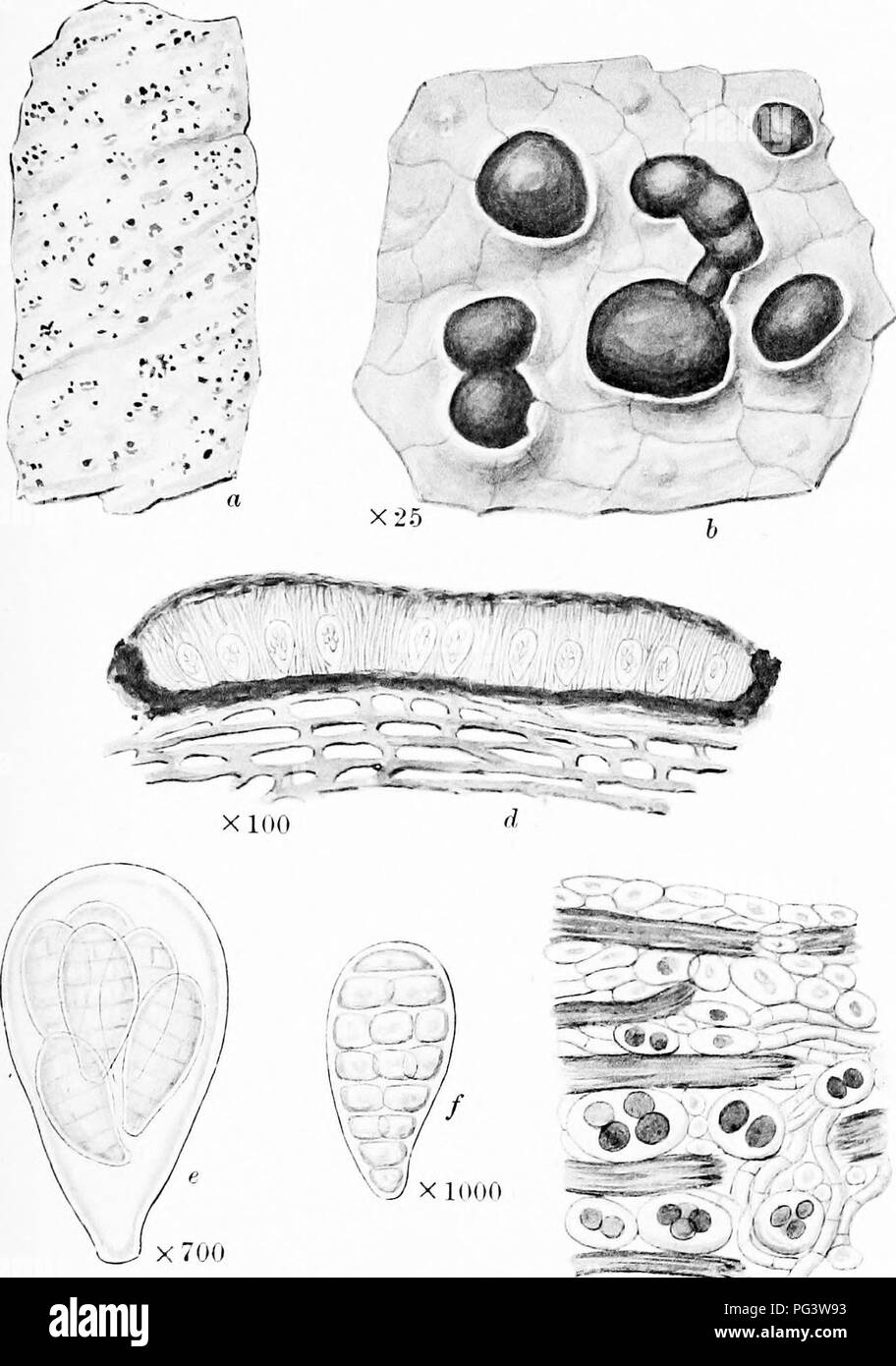 . A monograph of lichens found in Britain; being a descriptive catalogue of the species in the herbarium of the British Museum. Lichens. Plate 21. xyso ARTHOTHELIUM SPECTABILE Massal. Plant on bark. b. Portion of thallus and apotheoia. c. Vertical section of thallus. d. Vortical section of apothccium. e. Ascus. /. Spore.. Please note that these images are extracted from scanned page images that may have been digitally enhanced for readability - coloration and appearance of these illustrations may not perfectly resemble the original work.. British Museum (Natural History). Dept. of Botany; Crom Stock Photo