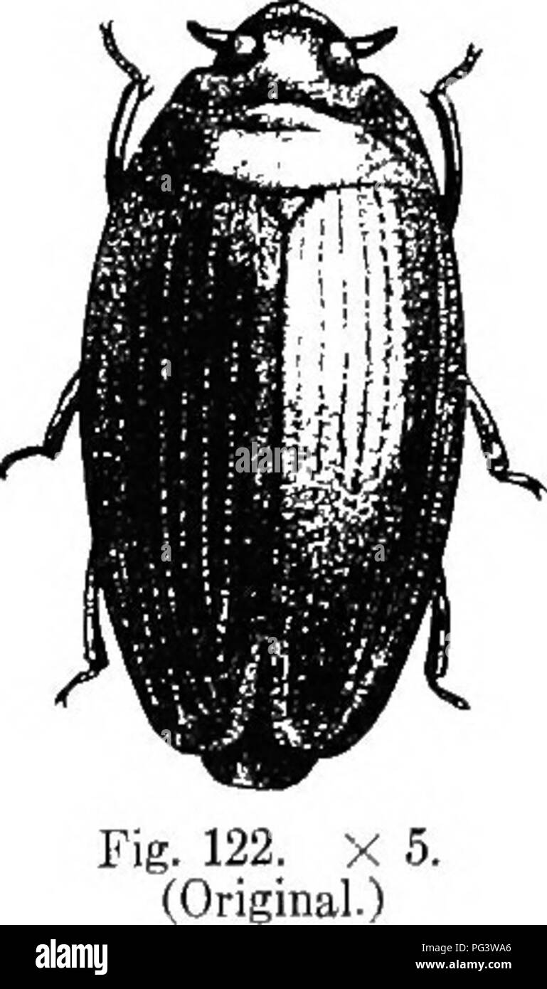 . An illustrated descriptive catalogue of the coleoptera or beetles (exclusive of the Rhynchophora) known to occur in Indiana : with bibliography and descriptions of new species . Beetles. THE WHIRLIGIG BEETLES. 239 4(i;! (15(1.&quot;,). Gyrini's MiNUTrs Fiib., Syst. Eleut, I, ISOl, 270. Elougate-(.-al. Alxivf blue-black; sides and margins of elytra bronzed; beneath brownish-yellow, abdomen black, last-ventral segment piceous. Me- dian line of thorax and scntellum with a fine carina; mesosternum with a (loep median furrow. Length 4â1..5 mm. Woodland pond near Broad Ripple. Marion County; scar Stock Photo