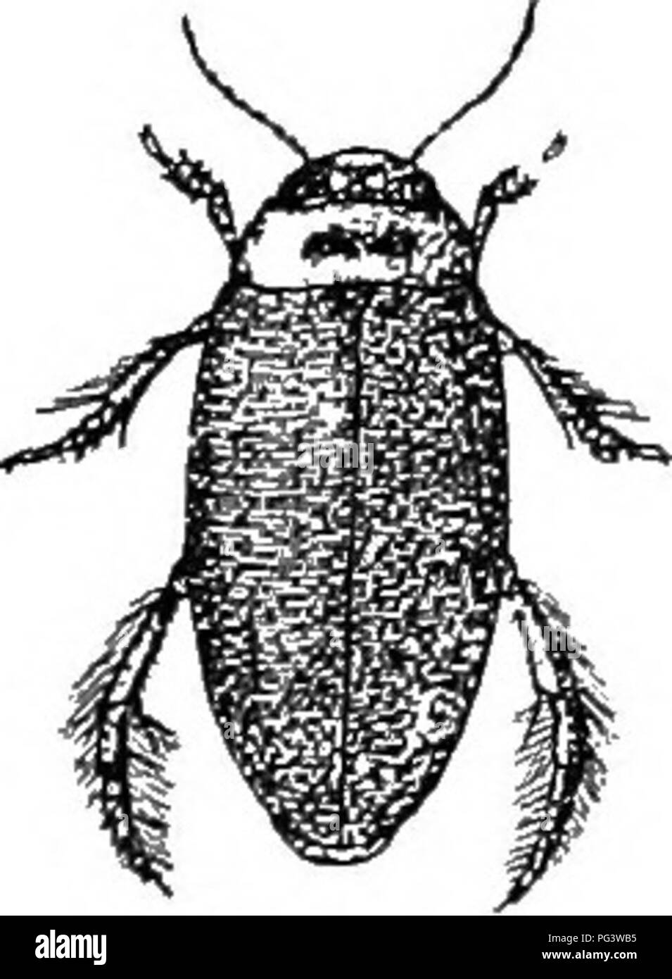 . An illustrated descriptive catalogue of the coleoptera or beetles (exclusive of the Rhynchophora) known to occur in Indiana : with bibliography and descriptions of new species . Beetles. XVIII. CoLYMBETES Clairv. 1.806. (Giv, &quot;dive-i-swim.&quot;) Rather large elongate beetles having the side-; of thorax oblique, not margined; scutellum punctate; elytra Aith very fine transverse stria}. The males have the anal segment triangularly emarginate and joints 2 and 3 of front and middle tarsi clothed with small equal disks. One .species occurs in Indiana. 448 (1474). CoLYMBETES scxjLPTiLis Har Stock Photo