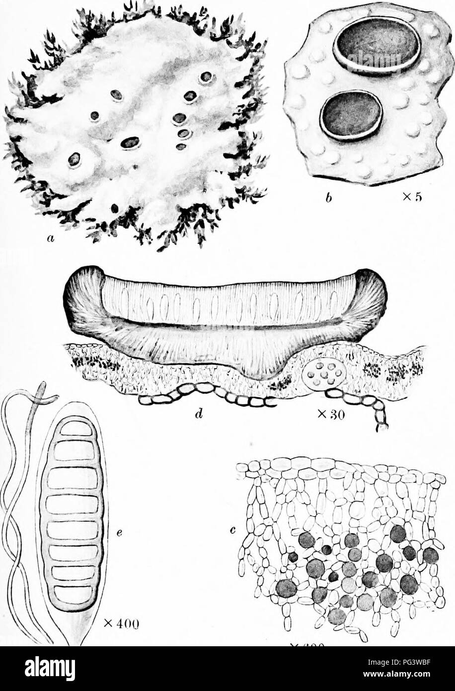 . A monograph of lichens found in Britain; being a descriptive catalogue of the species in the herbarium of the British Museum. Lichens. Plate 16. XfiOO BOMBYLIOSPORA PACHYCARPA Massal. a a (&gt; a. Plant on moss. b. Portion of thallus and apothecia. c. Vertical section 0 0 0 of thallus. d. Vertical section of apothecium. c, Ascus with spore and paraphyses.. Please note that these images are extracted from scanned page images that may have been digitally enhanced for readability - coloration and appearance of these illustrations may not perfectly resemble the original work.. British Museum (Na Stock Photo