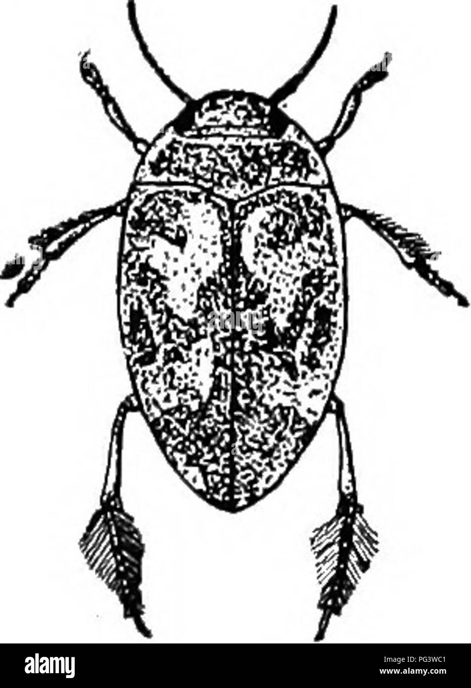 . An illustrated descriptive catalogue of the coleoptera or beetles (exclusive of the Rhynchophora) known to occur in Indiana : with bibliography and descriptions of new species . Beetles. THE PREDACEOUS DIVINf} BEETLES. 219 â its (1375). Hydropobus difi^ormis Lee, Proc. Phil. Acad. Nat. Sci., 1855, 298. Elongate, obconic. Nearly uniform dark reddish-brown, glabrous; an- tennae and legs paler. Punctures of elytra uniform in size and rather coarse; those of thorax much finer. Prosternal spine elevated at sides and along the middle. Hind coxal lobes strongly developed. Length 5.5-6.2 mm. Taken o Stock Photo