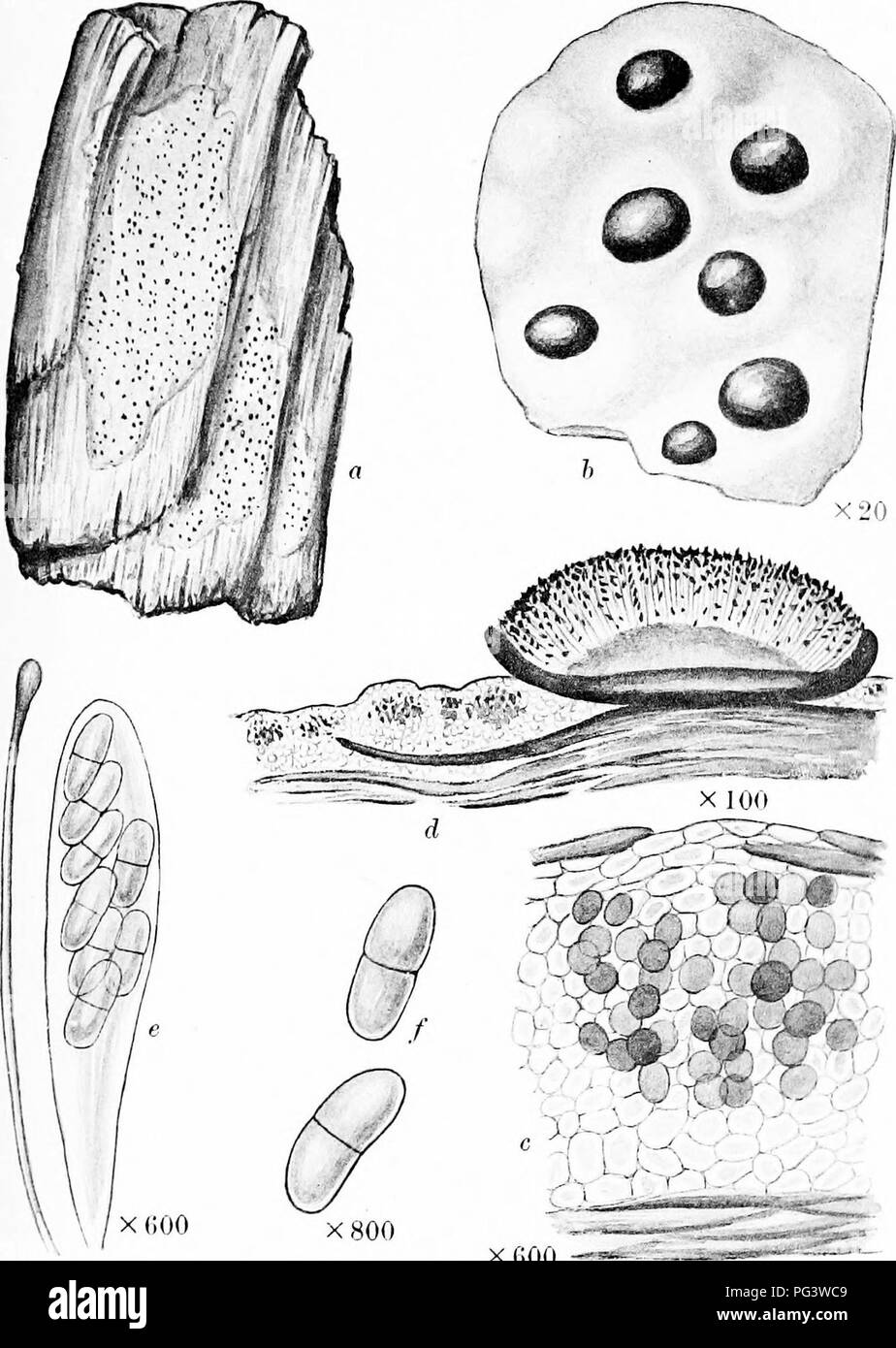 . A monograph of lichens found in Britain; being a descriptive catalogue of the species in the herbarium of the British Museum. Lichens. Plate 13. XGOO BUELLIA MYRIOCABPA Mudd a. Plant on wood. h. Portion of thallus and apothooia. c. Vertical section of thallus. d. Vertical section of apothecium. e. Ascus and paraphysis /. Spores.. Please note that these images are extracted from scanned page images that may have been digitally enhanced for readability - coloration and appearance of these illustrations may not perfectly resemble the original work.. British Museum (Natural History). Dept. of Bo Stock Photo