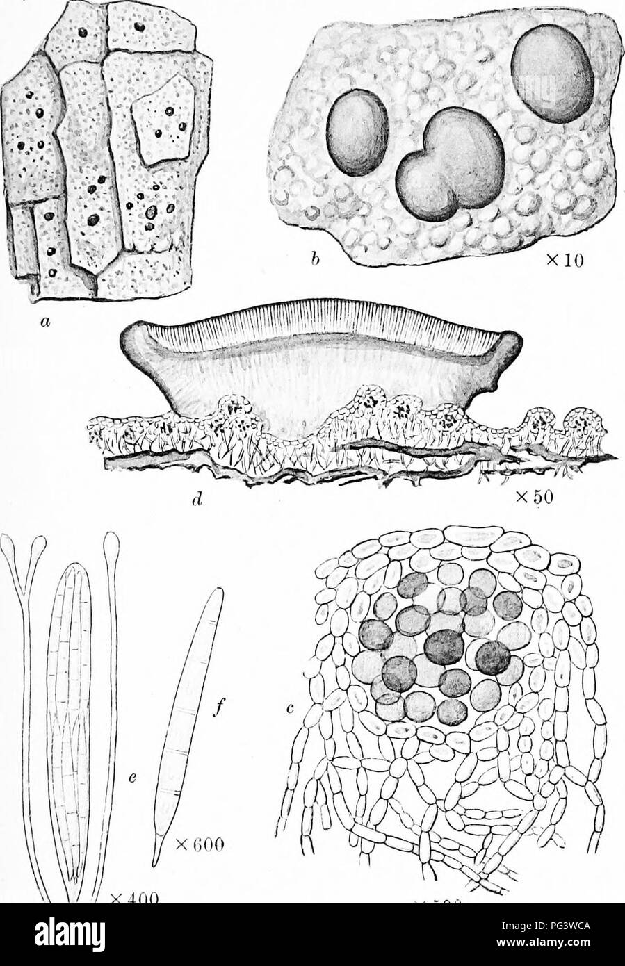 . A monograph of lichens found in Britain; being a descriptive catalogue of the species in the herbarium of the British Museum. Lichens. Plate 12. '/ X400 X oOO BACIDIA RUBELLA Massal. a. Plant on bark. b. Portion of thallus and apothecia. c. Vertical section of tballus. d. Vertical section of apotbecium. c. Asous and jmraphyses. /. Spore.. Please note that these images are extracted from scanned page images that may have been digitally enhanced for readability - coloration and appearance of these illustrations may not perfectly resemble the original work.. British Museum (Natural History). De Stock Photo