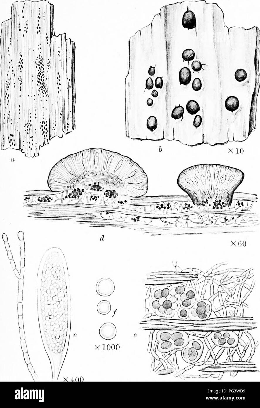 . A monograph of lichens found in Britain; being a descriptive catalogue of the species in the herbarium of the British Museum. Lichens. Plate 9. X 400 X 600 BIATORBLLA MOBIFORWIS Th. Fries a. Plant on wood. h. Portion of tliallus and apothecia. c. Vertical section of thallus. d. Vertical section of apothecia. e. Ascus and paraphysis. /. Spores.. Please note that these images are extracted from scanned page images that may have been digitally enhanced for readability - coloration and appearance of these illustrations may not perfectly resemble the original work.. British Museum (Natural Histor Stock Photo