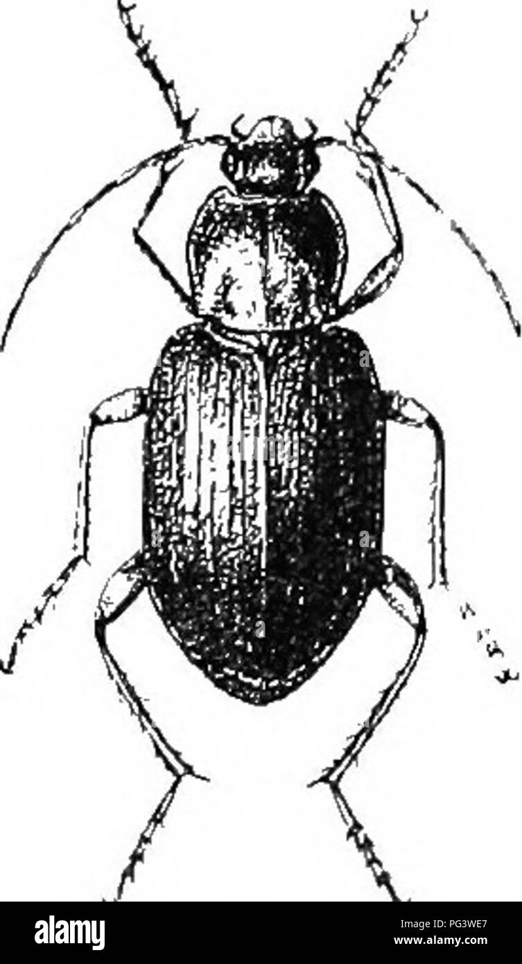 . An illustrated descriptive catalogue of the coleoptera or beetles (exclusive of the Rhynchophora) known to occur in Indiana : with bibliography and descriptions of new species . Beetles. THE GKO^^TD BT5ETLRS. 169 Northern half of State; scarue. April 26-November 28. Very &lt;'lose to tricolor but narrower and with the labrum feebly but dis- tinctly and broadly c: larginate, the thorax broader and less nar- roAved in front and the elytral strire more coarsely punctured. 308 (1018). CHLiENics TRICOLOR De.1., Spec. II, 1826, 334. Elongate-oval, broader tlian the two preceding. Head and thorax g Stock Photo