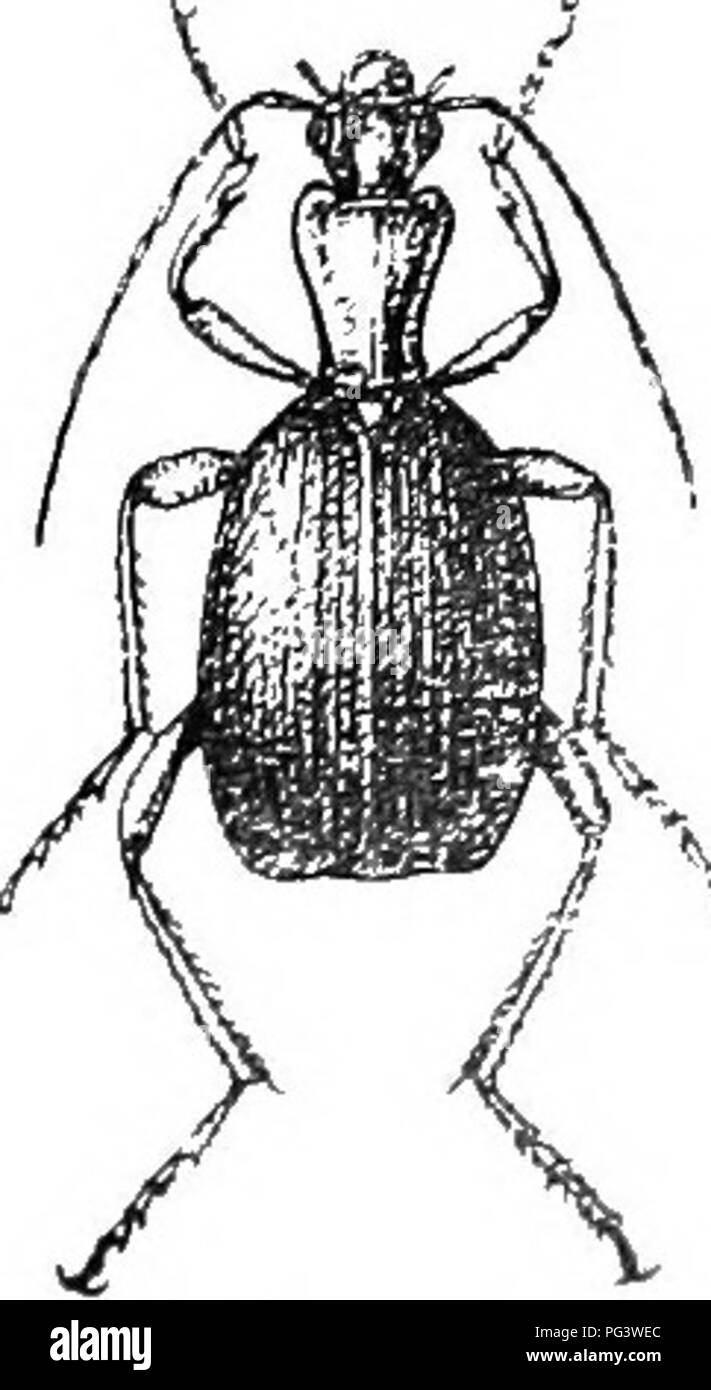 . An illustrated descriptive catalogue of the coleoptera or beetles (exclusive of the Rhynchophora) known to occur in Indiana : with bibliography and descriptions of new species . Beetles. Fig. 87. X H. (Original.) *279 (975). Brachykus tobmentarhs Lee, Ann. Lye Nat. Hist, IV, 1S4S. 200. Thorax as wide as lon.^', front angles obtuse but distinct; hind angles rectangular, not prominent. Elytra costate, the humeri distinct, broadly rounded. Length 14-15 mm. Vig'o aiKl Posey comitifs; scarce. I-Tihernates. Januaxy 1 April 19. Very close to alternaiis arid probably only a variety of that species. Stock Photo