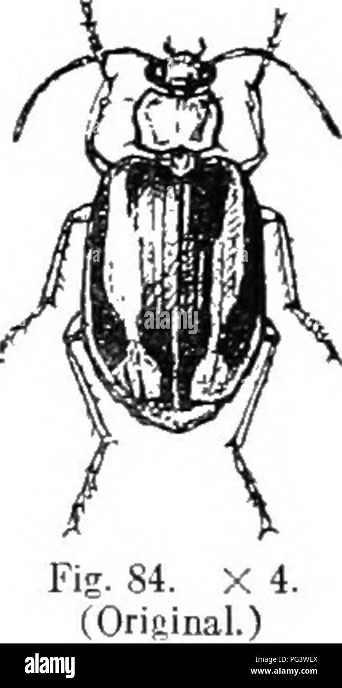 . An illustrated descriptive catalogue of the coleoptera or beetles (exclusive of the Rhynchophora) known to occur in Indiana : with bibliography and descriptions of new species . Beetles. 148 FAirriY ir.—caeabid.^. cc. Head black; thorax uurrowly margiued; elytra black, pacli with two white stripes ; abdomen wholly reddish-yellow. 2.51). bivithta. l!.j.j (S04). LEELii .iBDOMiXALis ale reil- dish-yellow; elytra piceous, each with the apical and side margins and a median strijie yellow; antennjie dusky, the three basal joints paler. Thorax nearly twice as wide as long, the margins wider and mor Stock Photo