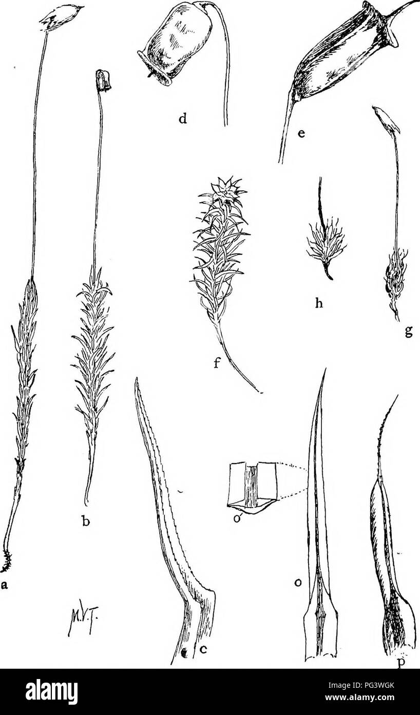 . Mosses with a hand-lens; a non-technical handbook of the more common and more easily recognized mosses of the north-eastern United States. Mosses. Platb V. a. Fruiting Polytrichum commune, X -i- dry. b. The same moist with the calyptra removed, c. I^eaf of the same, X lo. d. Capsule of the same, X 5- e. Capsule of P. Ohioense, X 5- f. Male plant of P. com- mune,  X I. S a^d ^ P- piliferum., dry and wet X i. o. Leaf of P. juniperinum, X lo. 6. Portion of the same, X 30. p. Leaf of P. piliferum, X 10.. Please note that these images are extracted from scanned page images that may have been digi Stock Photo