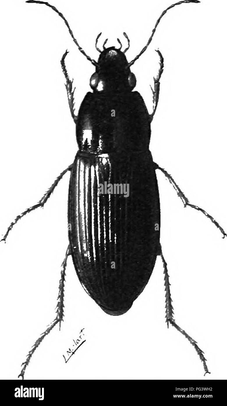 . An illustrated descriptive catalogue of the coleoptera or beetles (exclusive of the Rhynchophora) known to occur in Indiana : with bibliography and descriptions of new species . Beetles. 96 FAiriLY II.- iARABin.'E. located on third interval, one near end of sr-uti'llar stria, one .just behind the middle, the other tivo on apical third. In one specimen at hand there are six on each ely- tron, those on the left all on third interval; those on riofht. four in regular position on third interval and t wo on fifth, opposite the hinder pair on third. *]31 (^&quot;jiiS). Pteeostichi .s ebexixi s Dej Stock Photo