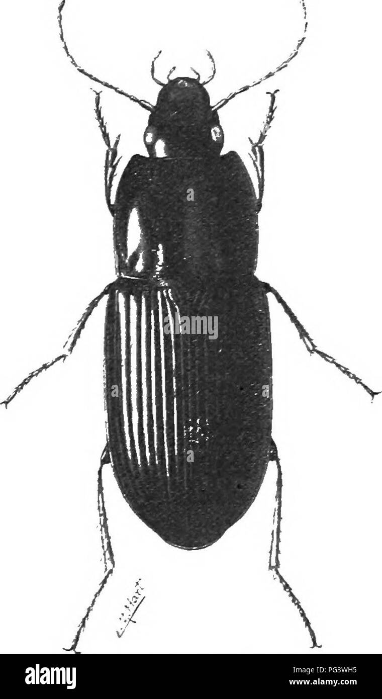 . An illustrated descriptive catalogue of the coleoptera or beetles (exclusive of the Rhynchophora) known to occur in Indiana : with bibliography and descriptions of new species . Beetles. !)4 FA:[rT,^' TT. fAHABID/E. ll's (.&quot;i.&quot;.,). I'Ti;i;(JSTicHLs PKKMi .i)i s s.iv. TniMs. Ainer. PhiJ. S'pc. I'. 1S34, 4Ur,; ibid. II. .140. Elli[(ti&lt;al Ml- Ijiri.Klly oval. Hhuk 'ii' i)nri)lisU. shiniu-' with iridf-sieiit reflection; auteun-.p and lesis pice^jiis. Thorax broart. iiuadrate. &lt;i little nar- rower at front than at base, sidn margins narrow in front, wider, ile- |]res.-;ed and p Stock Photo