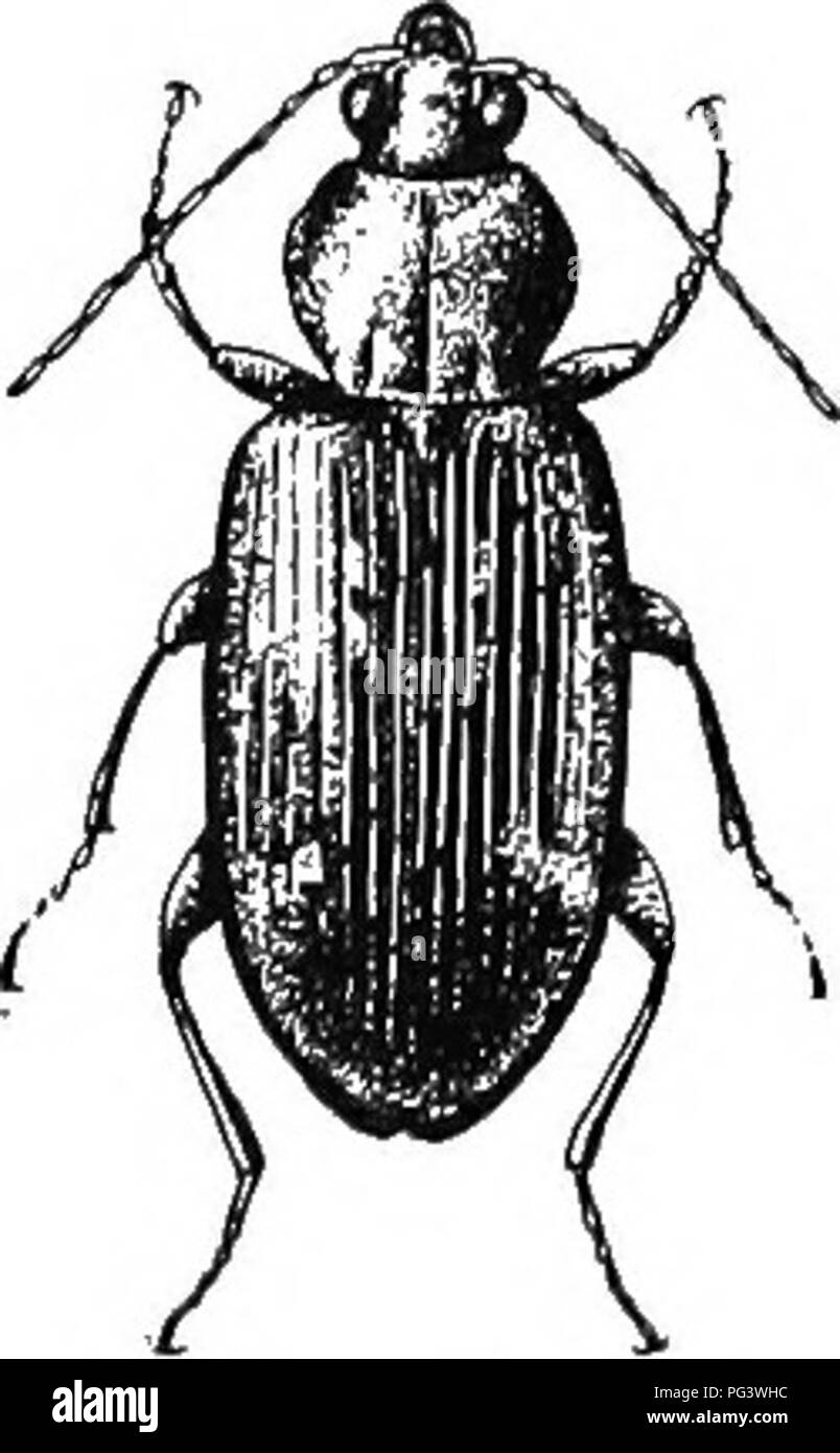 . An illustrated descriptive catalogue of the coleoptera or beetles (exclusive of the Rhynchophora) known to occur in Indiana : with bibliography and descriptions of new species . Beetles. THE GTIOUXl) BEETLES. 75 nil. U'lKirux i:-(ii(Uiti', tlic biisp truncate. /'. Thorax slightly wider thiiu Ions, itisUnotly narrower at liase than apex; elytra black, slightly bronzed, with dull yellow markings along the margin. tXi. akI'Ixe. P/i. Thorax one-half vider than long, but slightly narrower at liasf than ayex; elytra piceous or nearly black, Ayith- out ijale siiots on margins. .mihcicola. mm. Fron Stock Photo
