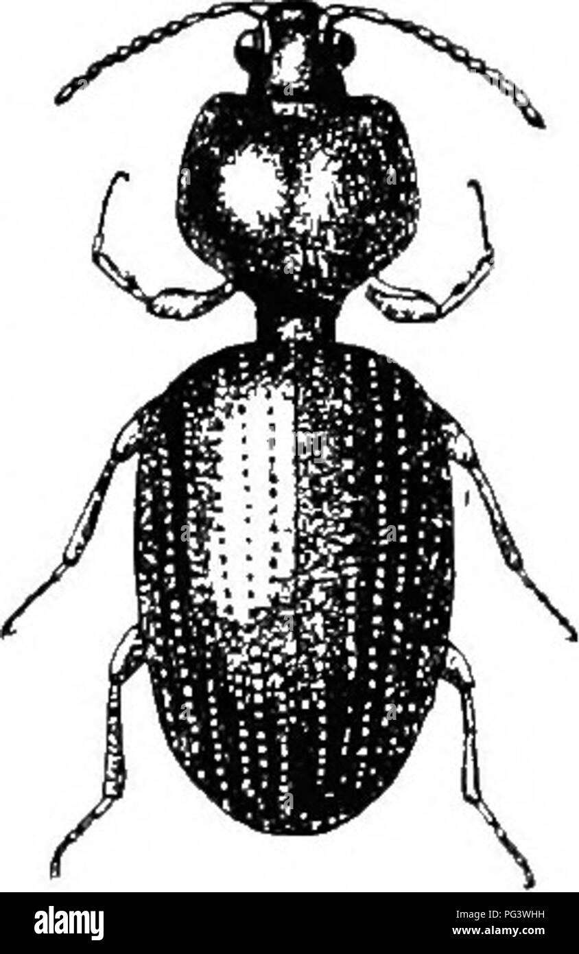 . An illustrated descriptive catalogue of the coleoptera or beetles (exclusive of the Rhynchophora) known to occur in Indiana : with bibliography and descriptions of new species . Beetles. THE GROUND BEETLES. 57 dd. Strife not extending to base of elytra; tip of elytra rufous. .'/. Elytral strijie strongly punctate; thorax ovate, broader than long. 54. H.EMOKRHOIDALIS. !JU- Elytral striae feebly punctate; thorax quadrate-globose. 55. TEEIIINATUS. hh. Third interval of elytra with two punctures or none at all. U. Aiiical spur of front tibkc very short; elytral strire coarsely punc- tured, alise Stock Photo