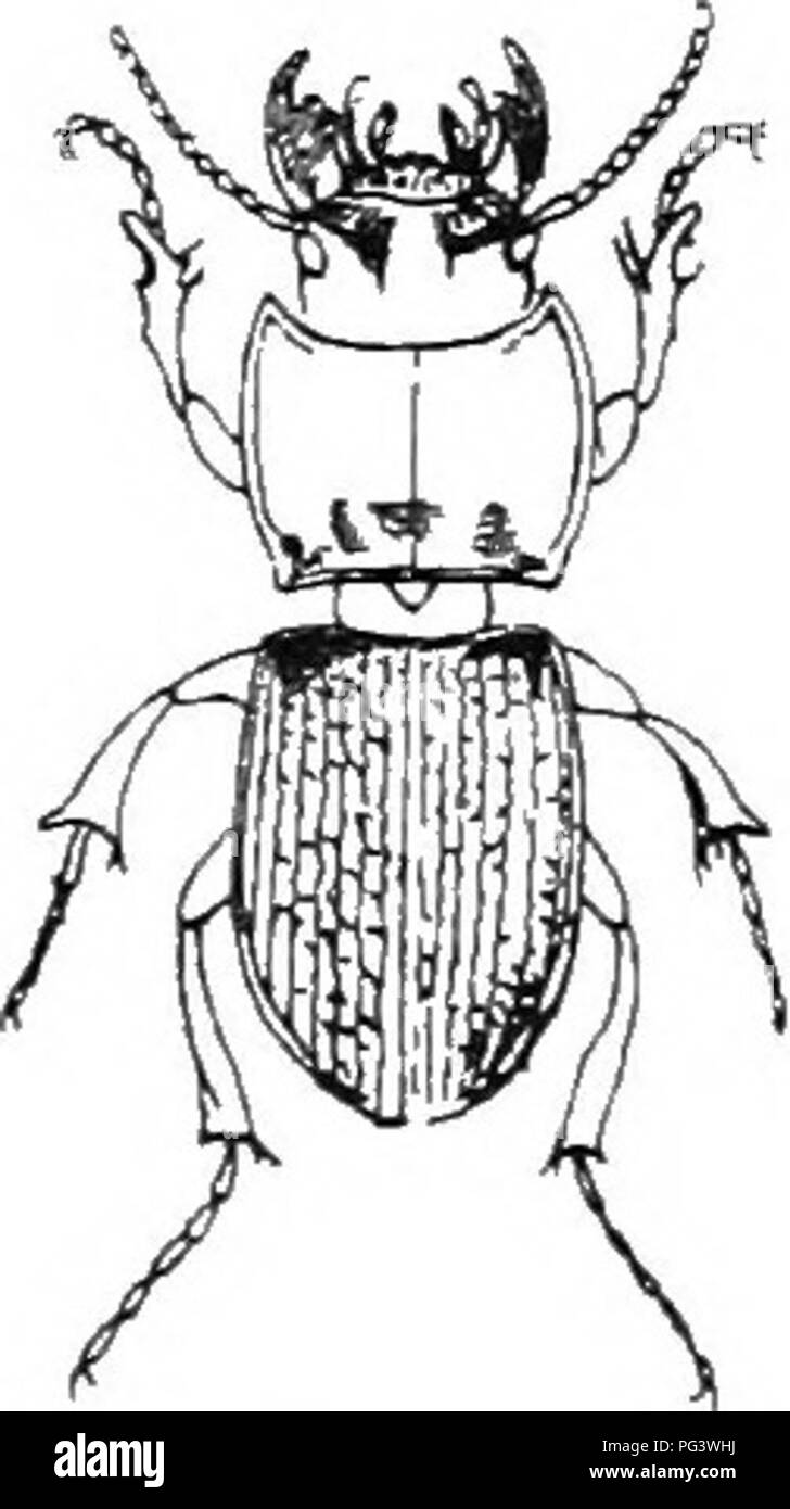 An Illustrated Descriptive Catalogue Of The Coleoptera Or Beetles Exclusive Of The Rhynchophora Known To Occur In Indiana With Bibliography And Descriptions Of New Species Beetles 54 Failtly Ii We found that upted.gov.in is poorly 'socialized' in respect to any social network. alamy