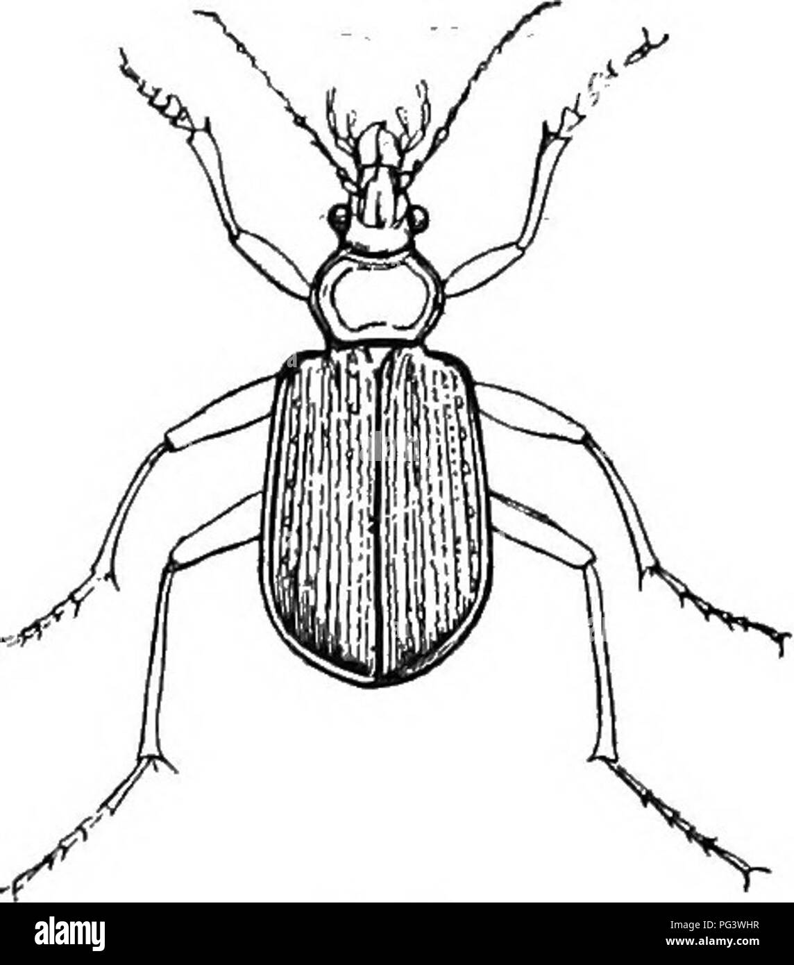 . An illustrated descriptive catalogue of the coleoptera or beetles (exclusive of the Rhynchophora) known to occur in Indiana : with bibliography and descriptions of new species . Beetles. THE GKOCND BEETLES. 47. 31 (127). Calosoma sceutatob Fab., Sys. Bnt, I, 1785, 239. Oval, robust. Disk of thorax blue or purplish-black, the margins golden or red- dish-bronzed ; legs blue; abdomen green and red. Thorax very short, more than twice as wide as long, nearly smooth, sides and hind angles rounded. Elytra striate, punctured. Middle tibire of male curved and with a dense brush of hairs on the inner  Stock Photo