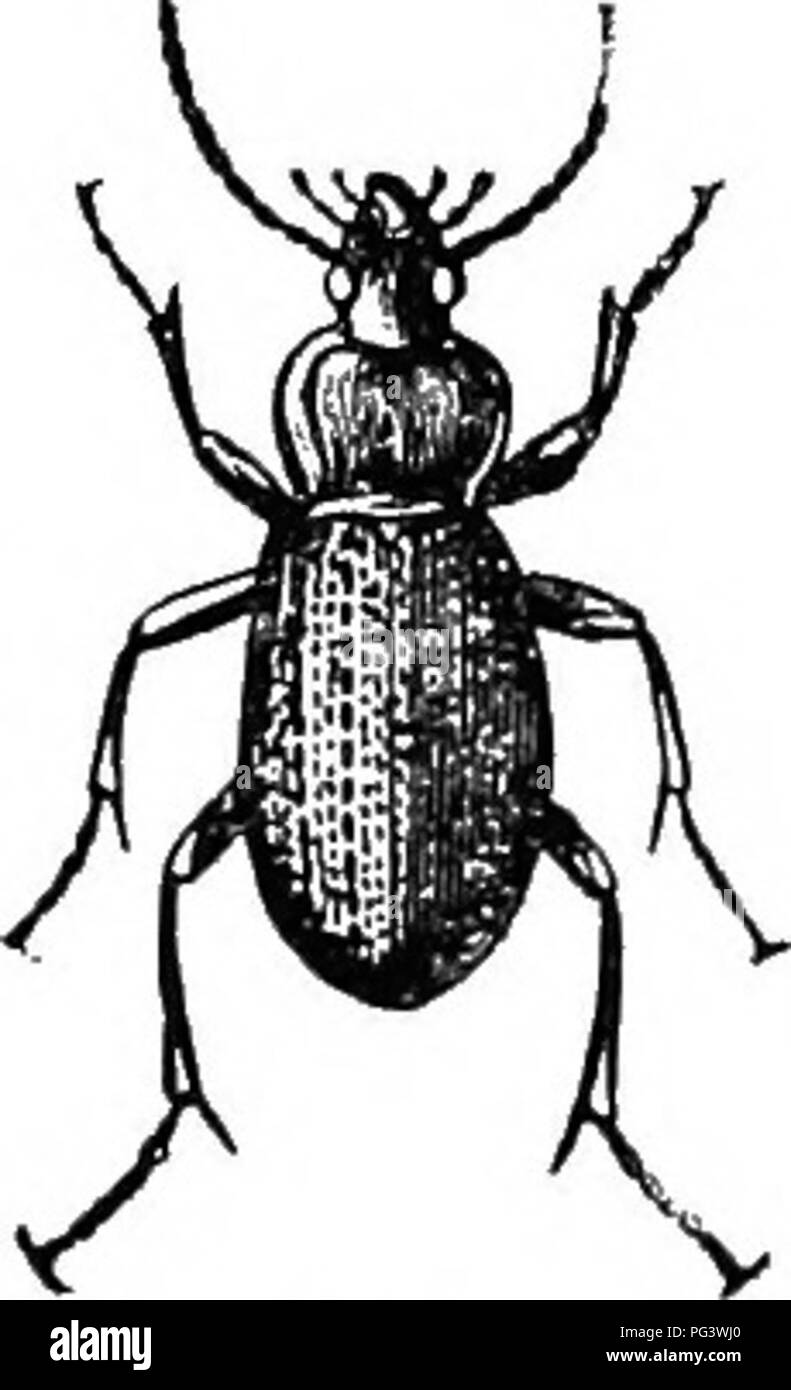 . An illustrated descriptive catalogue of the coleoptera or beetles (exclusive of the Rhynchophora) known to occur in Indiana : with bibliography and descriptions of new species . Beetles. THE (IROUND BEETLES. 45 C. DKccnidcr Fisch. is a boreal species which has been taken by Wok'ott near Chiia^d and doubtless oeeurs ixi the northern third of Indiana. He finds it in spring, early summer and autumn, by tearing the sod away from the large exposed roots of oak and other trees in sparsely woddcd pasture land, the beetle occurring between the sod and the roots. 211 (12(1). Caraljus sylvosus Say, Tr Stock Photo