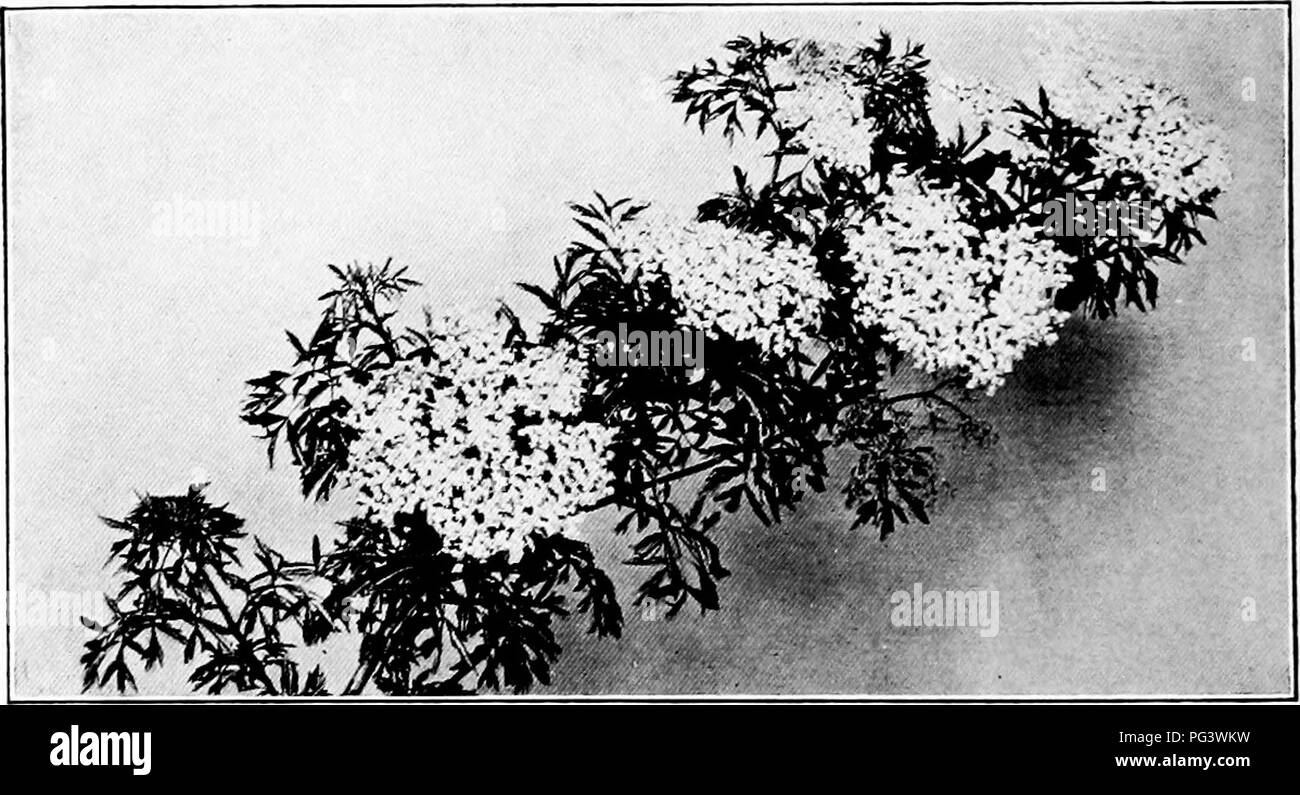 . Design in landscape gardening. Landscape gardening. Figure 33. KOSB OF SHARON Hibiscus Figure 35. SNOWHERRY Symplioricarpus racemosus. Figure 34. THE GOLDEN ELDER—CUT LEAP VAEIETV Sambucus canadensis aurea. Please note that these images are extracted from scanned page images that may have been digitally enhanced for readability - coloration and appearance of these illustrations may not perfectly resemble the original work.. Root, Ralph Rodney; Kelley, Charles Fabens, b. 1885. New York, The Century Co. Stock Photo