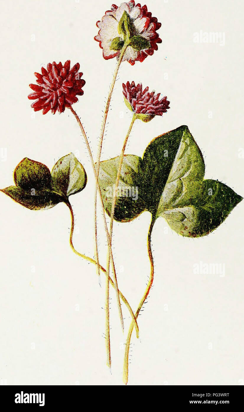 . Familiar garden flowers . Flowers; Plants, Ornamental; Floriculture. HEPATICA. Please note that these images are extracted from scanned page images that may have been digitally enhanced for readability - coloration and appearance of these illustrations may not perfectly resemble the original work.. Hibberd, Shirley, 1825-1890; Hulme, F. Edward (Frederick Edward), 1841-1909. London : Cassell Stock Photo