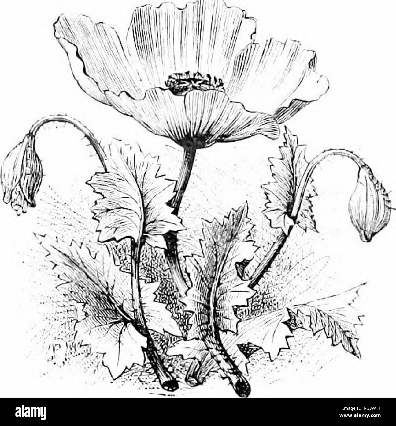 Types of poppies Black and White Stock Photos & Images - Alamy