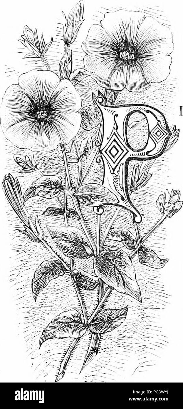 Familiar Garden Flowers Flowers Plants Ornamental Floriculture The Ceimson Petunia Lants 111 Tlie New Wm Ld Nften Lack Interest Thvoug Li Slu Cr Meagrciiess Ol Quot Associations And Tlie Petniiia Is A Trite Ex Familiar Garden Flowers Flowers Plants Ornamental Floriculture The Ceimson Petunia Lants 111 Tlie New Wm Ld Nften Lack Interest Thvoug Li Slu Cr Meagrciiess Ol Quot Associations And Tlie Petniiia Is A Trite Ex