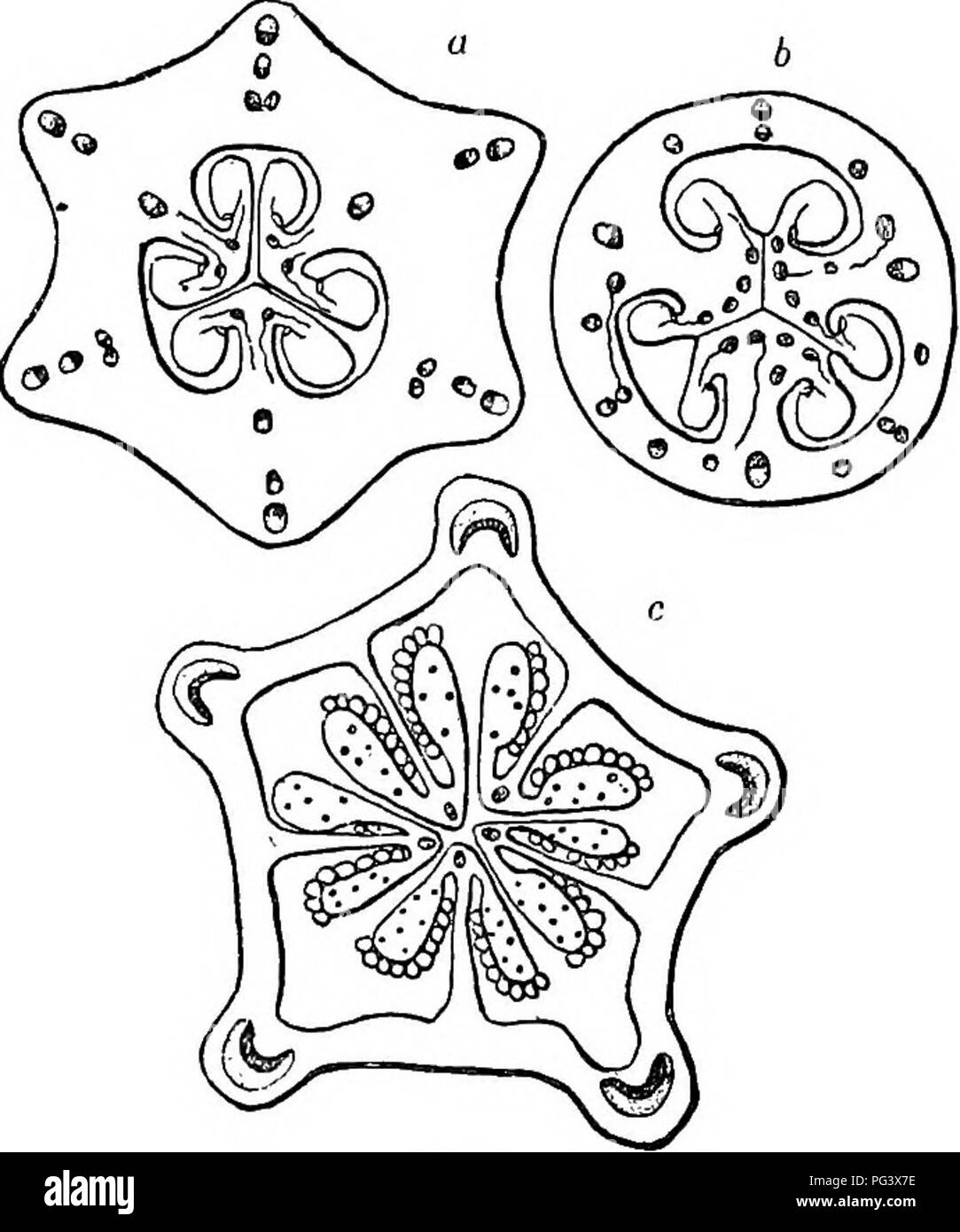 . Physiological botany; I. Outlines of the histology of phænogamous plants. II. Vegetable physiology. Plant physiology; Plant anatomy. 174 MINUTE STRtrCTtJRE O** THE FLOWEE. 489. But if the ovaries, instead of being superior, as those in Fig. 133, are inferior, as tliose in Fig. 134, furtlier complications are caused. The fibro-vaseular bundles of the several floral whorls united with the pistil are distributed in cu-cles in the parencliynia tissue of the ovary. Thus in Fig. 134 a, we find Ave such circles, corresponding to the calyx, corolla, stamens, and dorsal and ventral sutures of the car Stock Photo