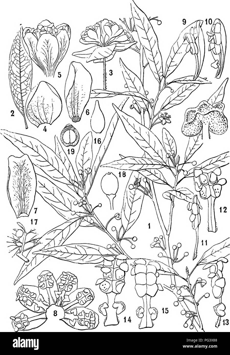 . Icones plantarum formosanarum nec non et contributiones ad floram formosanam; or, Icones of the plants of Formosa, and materials for a flora of the island, based on a study of the collections of the Botanical survey of the Government of Formosa. Botany. LATJBINEiE. 163. Fig. 21. Actinoiaphns cUrata (Blumb.) 1, u. branch; 2, « leaf; 3, a flower-umbel; 4, a bract; 5, ft flower- 6, 7, calyx-lobes; 8, limb o£ the calyx, expanded; 9, 10, etamena of one kind seen from different sides ; 11, 12, stamens of another kind; 13, 14, 15, stamens of another kind; 16. a rudinientary ovary: 17, a branch with Stock Photo