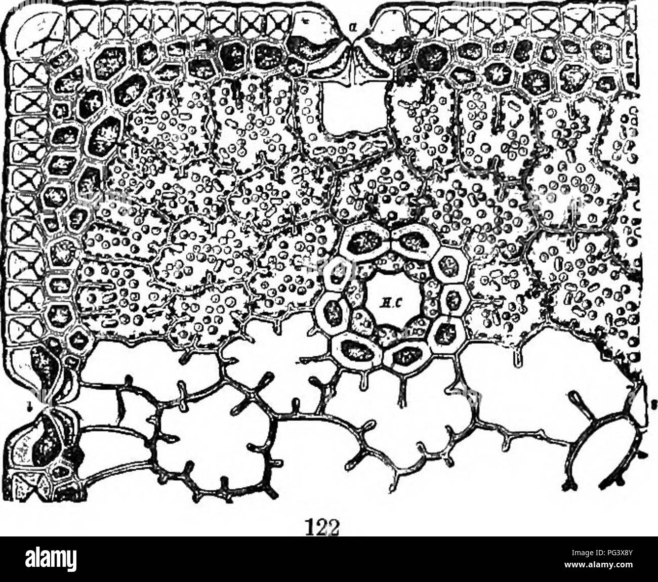 . Physiological botany; I. Outlines of the histology of phænogamous ...