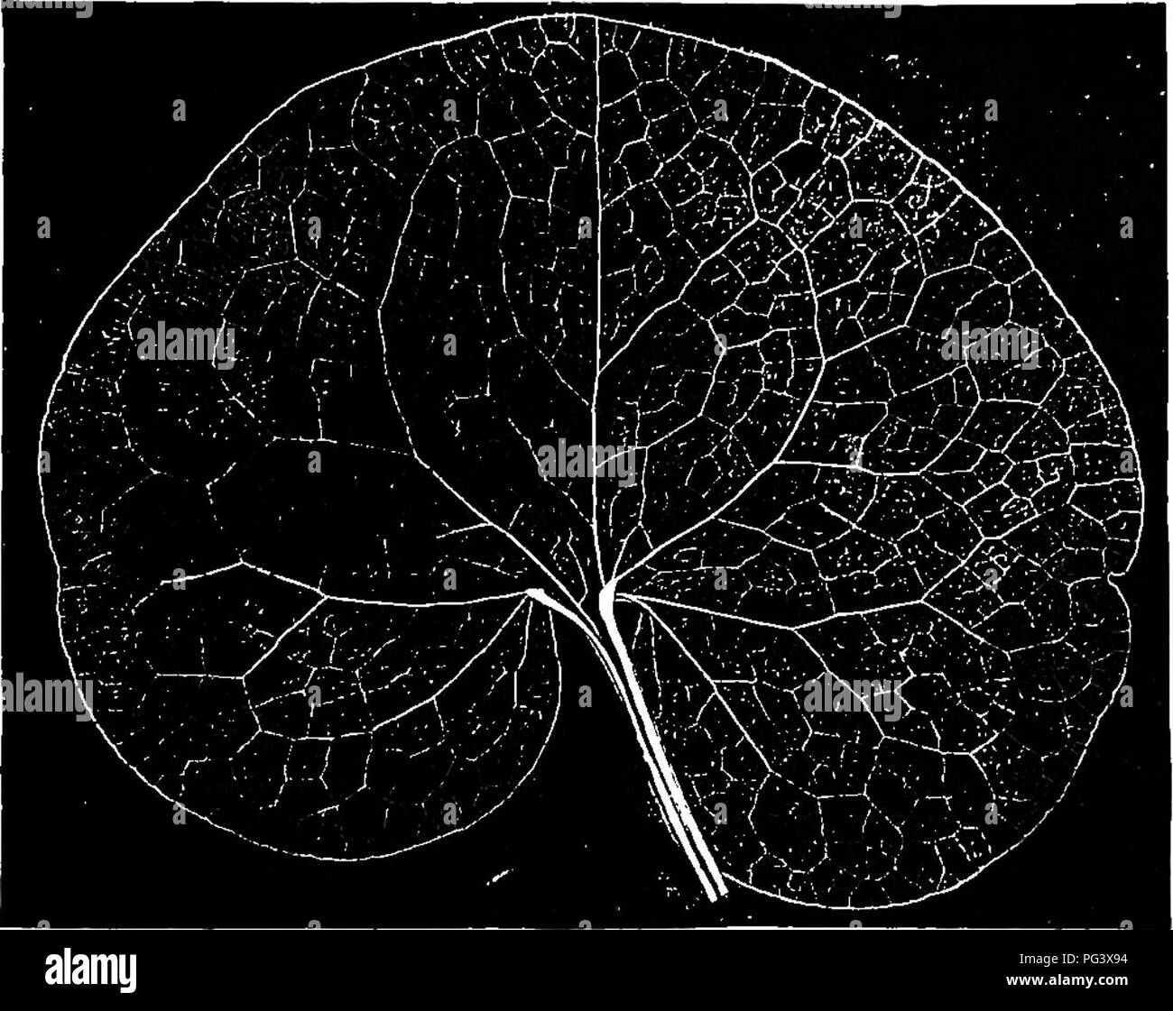 . Physiological botany; I. Outlines of the histology of phænogamous plants. II. Vegetable physiology. Plant physiology; Plant anatomy. VENATION OF LEAVES. 157. 120 438. Parallel venation is of two principal kinds : (1) that in wliich. large nerves run in long curves from the base to the apex of the leaf; (2) that in which smaller nerves run generally at right an- gles from a main nerve (or midrib) to the edges of the leaf. In both these kinds of parallel venation the veins are more or less con- nected bj' means of inconspicuous cross-veinlets and b^- the anasto- mosing extremities, but some of Stock Photo