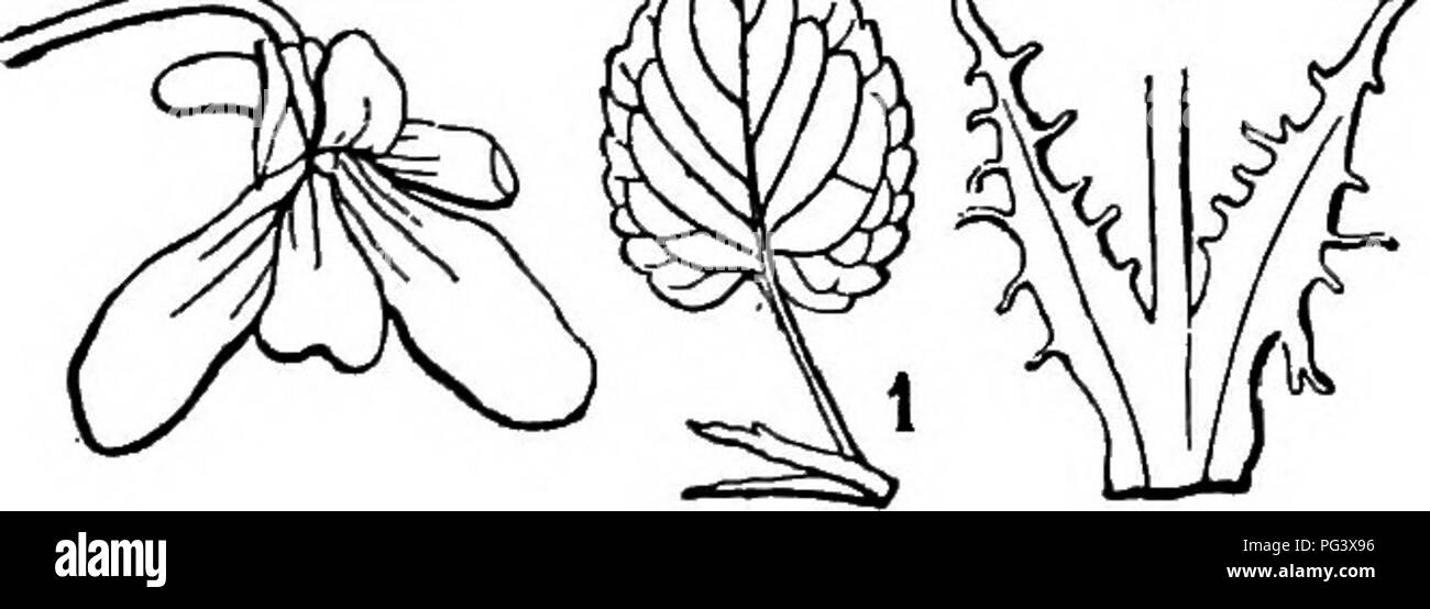. Icones plantarum formosanarum nec non et contributiones ad floram formosanam; or, Icones of the plants of Formosa, and materials for a flora of the island, based on a study of the collections of the Botanical survey of the Government of Formosa. Botany. Fig. 14. Viola longistipulata Hatata. 1, 11 leaf; 2, a flower. All figutes, natural size. Hab. Viola thrichopoda Hayata sp. nov. (Fig. 15). Folia omnia radicalia breviuscule petiolata, lamina late-ovata apice obtusa basi leviter cordata 19 mm. longa 13 mm. lata margine crenulato-denticulata, utraque pagine subglabra, margine cUiata, petiolis  Stock Photo