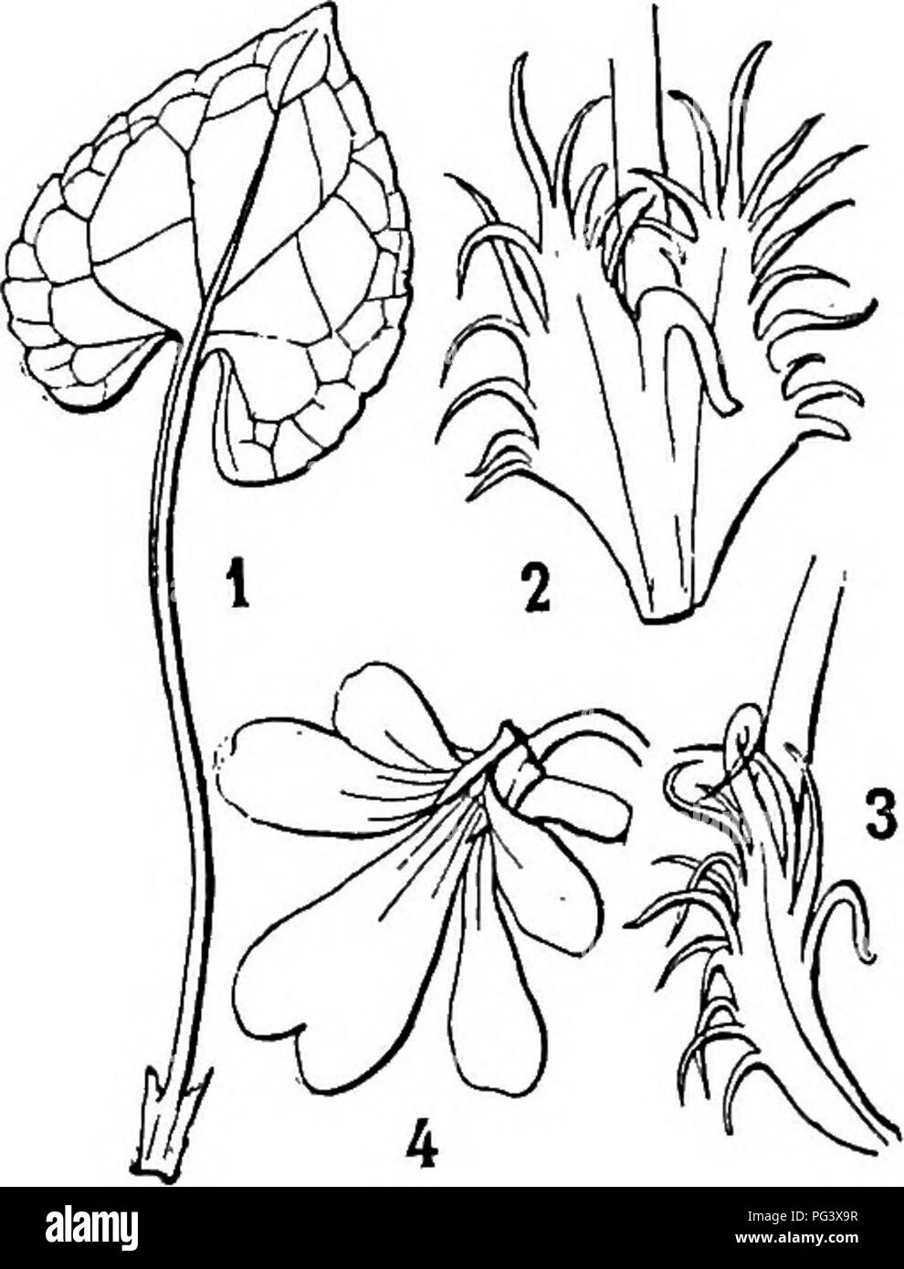 Formosa Native This botanical study focuses on the flora of Formosa (Taiwan ...