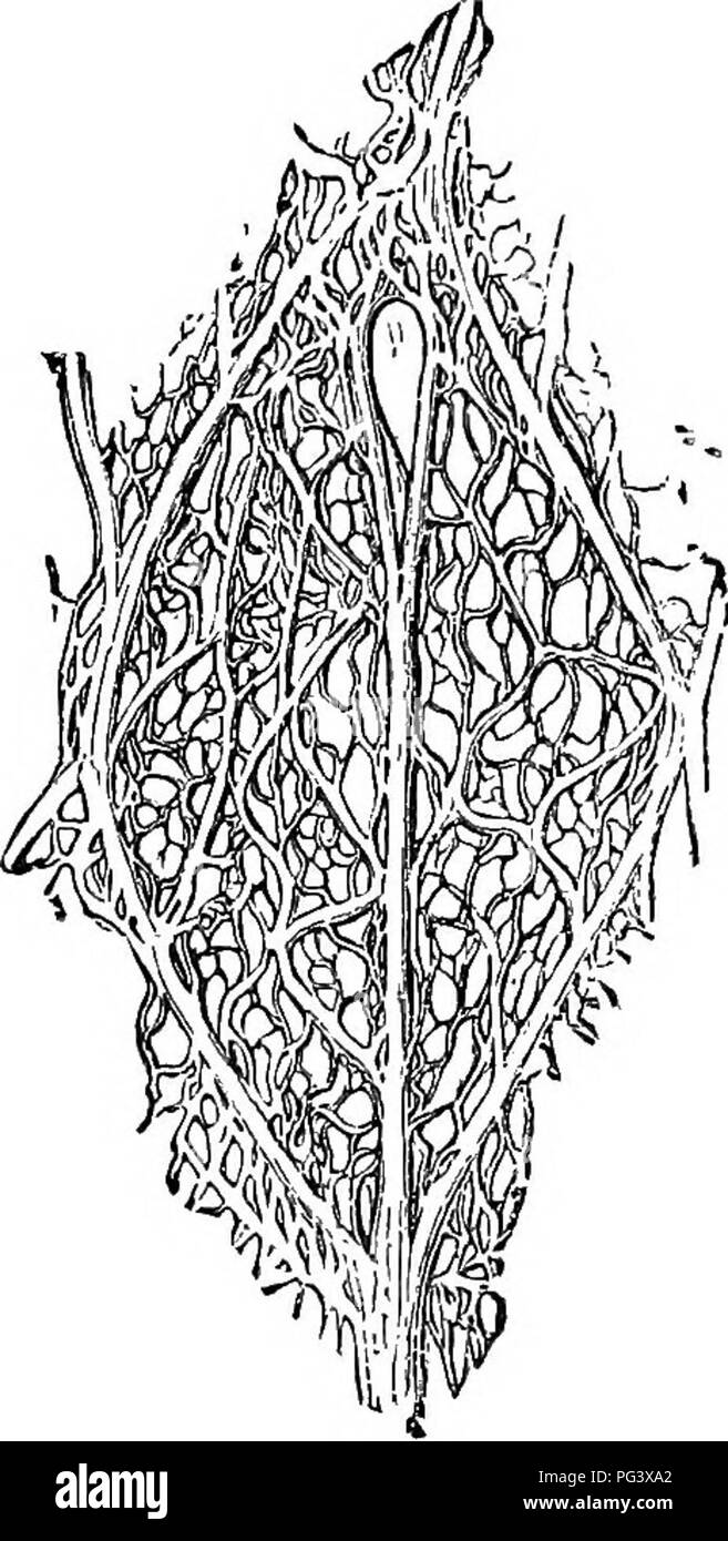 . Physiological botany; I. Outlines of the histology of phænogamous plants. II. Vegetable physiology. Plant physiology; Plant anatomy. SECONDARY STEUCTUEE. 135 Secondary Structure. 386. It has been noticed that the flbro-vascular bundles of monocotyledons differ from those of dicot3ledons chiefl}- in the possession by the latter of a layer of mcrismatic tissue (cambium) between the cribrose and woody portions. The stems of peren- nial dicotyledons increase in thickness from yeav to j'ear chiefly bj' the annual production of a new mass of wood upon the in- side of this layer, and of liber upon  Stock Photo
