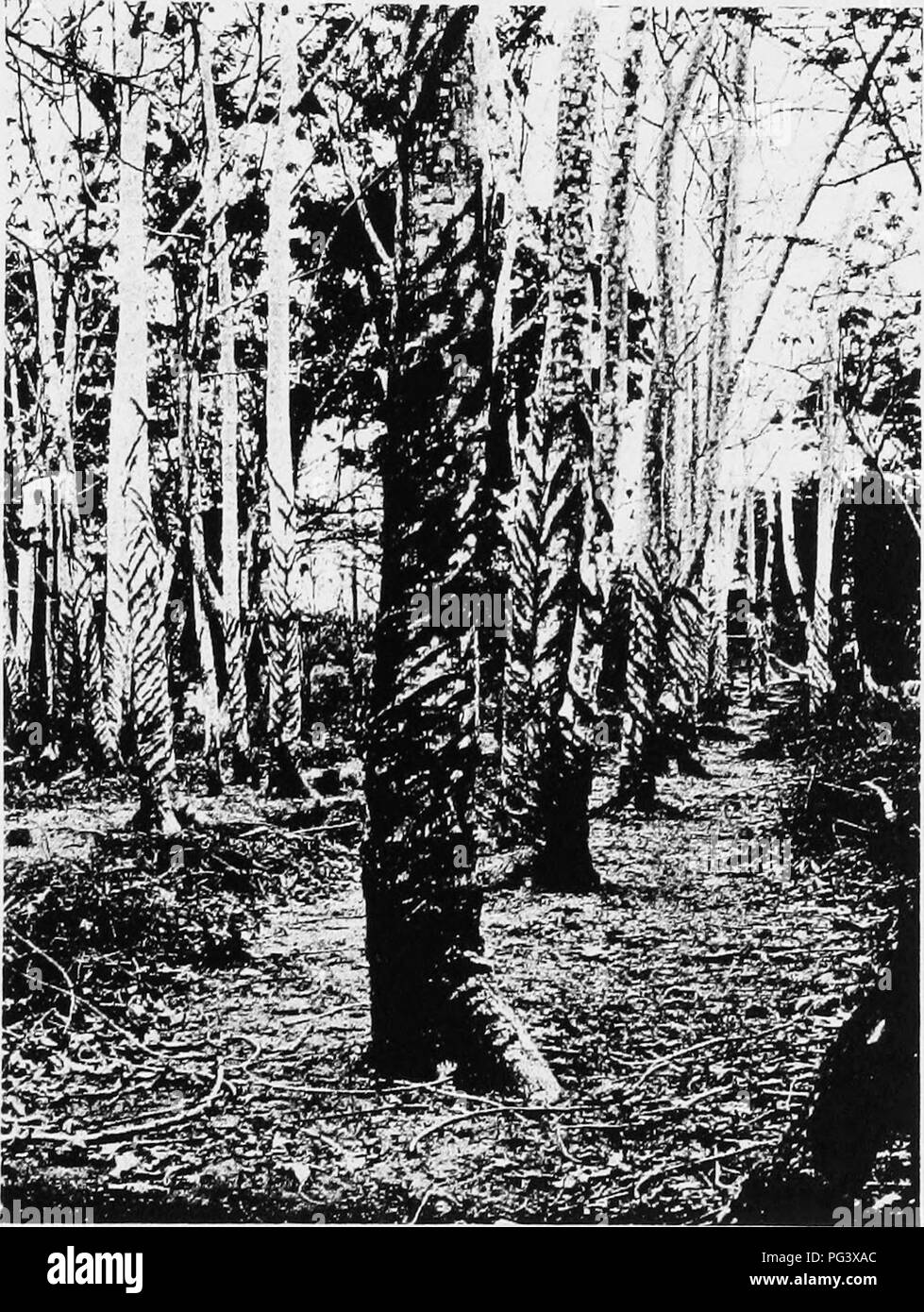 . Tropical agriculture : the climate, soils, cultural methods, crops, live stock, commercial importance and opportunities of the tropics . Agriculture. Castilloa Rubber Trees Showing Method of Tapping. Please note that these images are extracted from scanned page images that may have been digitally enhanced for readability - coloration and appearance of these illustrations may not perfectly resemble the original work.. Wilcox, Earley Vernon, 1869-. New York ; London : D. Appleton and Company Stock Photo