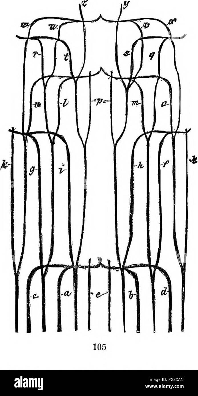 . Physiological botany; I. Outlines of the histology of phænogamous plants. II. Vegetable physiology. Plant physiology; Plant anatomy. STEMS OF MONOCOTYLEDONS AND DICOTYLEDONS. 129 the centre of the stem, and that the hard and thick vascular bundles, situated at the periphery of the stem, are older than the softer ones occupying the centre. For stems like those of Palms he used the term endor/enoics, giving the name exogenous to the other class, in which new layers are added to the outside of the wood. The terms endogenous and exogenous were adopted b3' De Candolle, and have played an importan Stock Photo