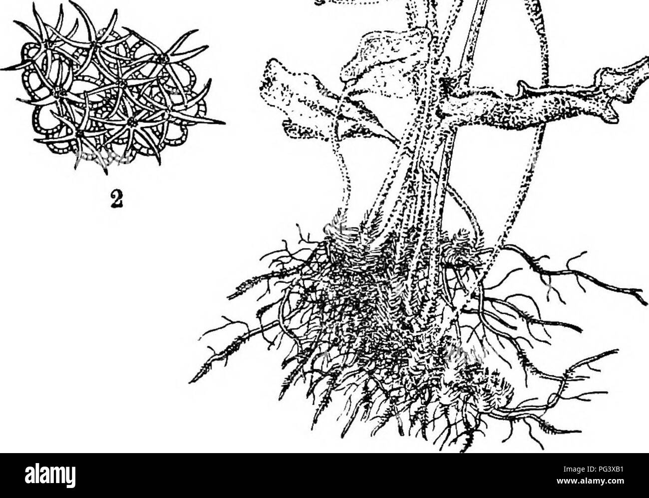 . Icones plantarum formosanarum nec non et contributiones ad floram formosanam; or, Icones of the plants of Formosa, and materials for a flora of the island, based on a study of the collections of the Botanical survey of the Government of Formosa. Botany. Fig. 48, Cydophorus Matsudai Hayata ; 1, tlie plant; 2, a soms; 3, a sporaagiuin.. Please note that these images are extracted from scanned page images that may have been digitally enhanced for readability - coloration and appearance of these illustrations may not perfectly resemble the original work.. Hayata, Bunzo?; Taiwan. Shokusankyoku. T Stock Photo