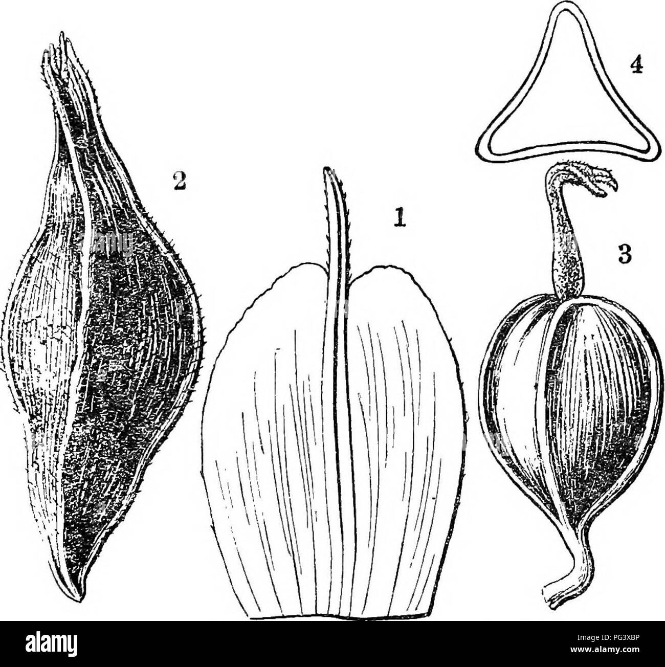 . Icones plantarum formosanarum nec non et contributiones ad floram formosanam; or, Icones of the plants of Formosa, and materials for a flora of the island, based on a study of the collections of the Botanical survey of the Government of Formosa. Botany. CYPERACE^. 69 ^pice rostratus, ore 2-fido glabro. Nucula obovoideo-fusiformis 3 mm. longa 1mm. lata glabra 3-quefcra laevis. Hab. Arisan, ad 2500 ped. alt., leg. U. Faueie, Jun. 1914. Near Carex daisenensis Nakai, but differs from it in the quite glabrous utricles. Carex sharyotensis Hayata sp. nov. (Fig. 46). Folia linearia 40-50 cm. Jonga 3 Stock Photo