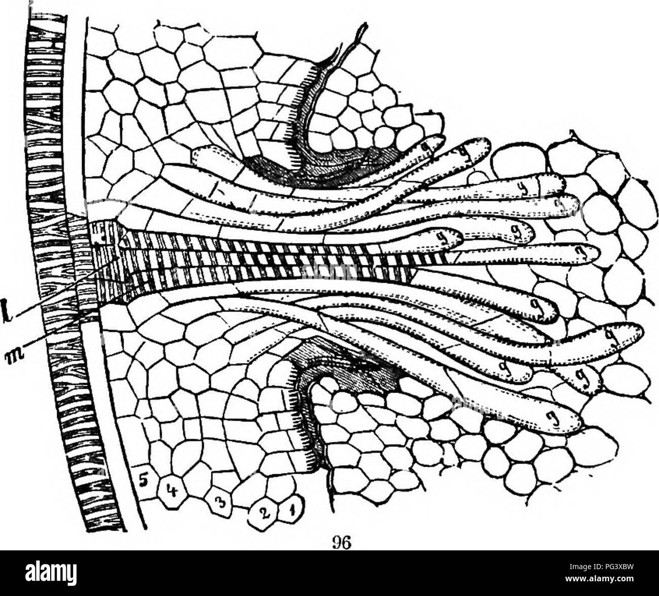 Cuscuta Luzernemaschine