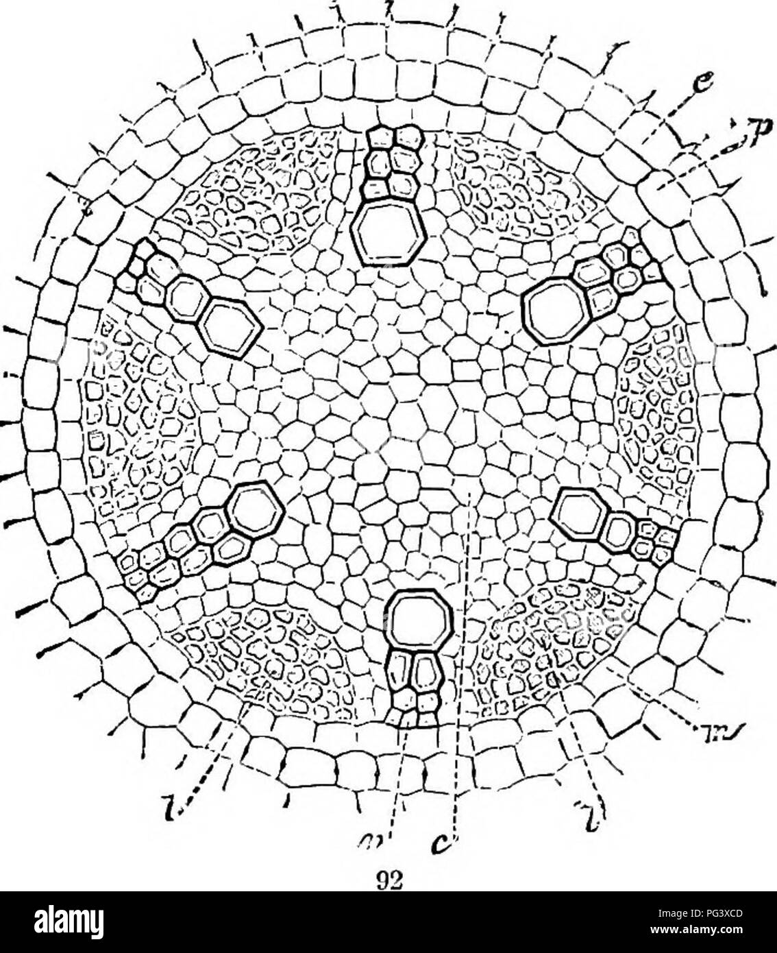 . Physiological botany; I. Outlines of the histology of phænogamous plants. II. Vegetable physiology. Plant physiology; Plant anatomy. der varies accord- ing to the class of plants, and in the same plant accord- ing to the age and size of the root. There are generally two in Cruciferag, often three in Ev- vnm Lens, four in Ricinus,five in Vicia Faba, six in Alnus, and eight in Fagus ; but those numbers are b^' no means constant. 338. The woody part of the bundle may become re- FiG. 91. Transverse scclioTi of the central cylinder of a root of a monocotyledon (Colo- casia aiitiqnoruni): e, inter Stock Photo