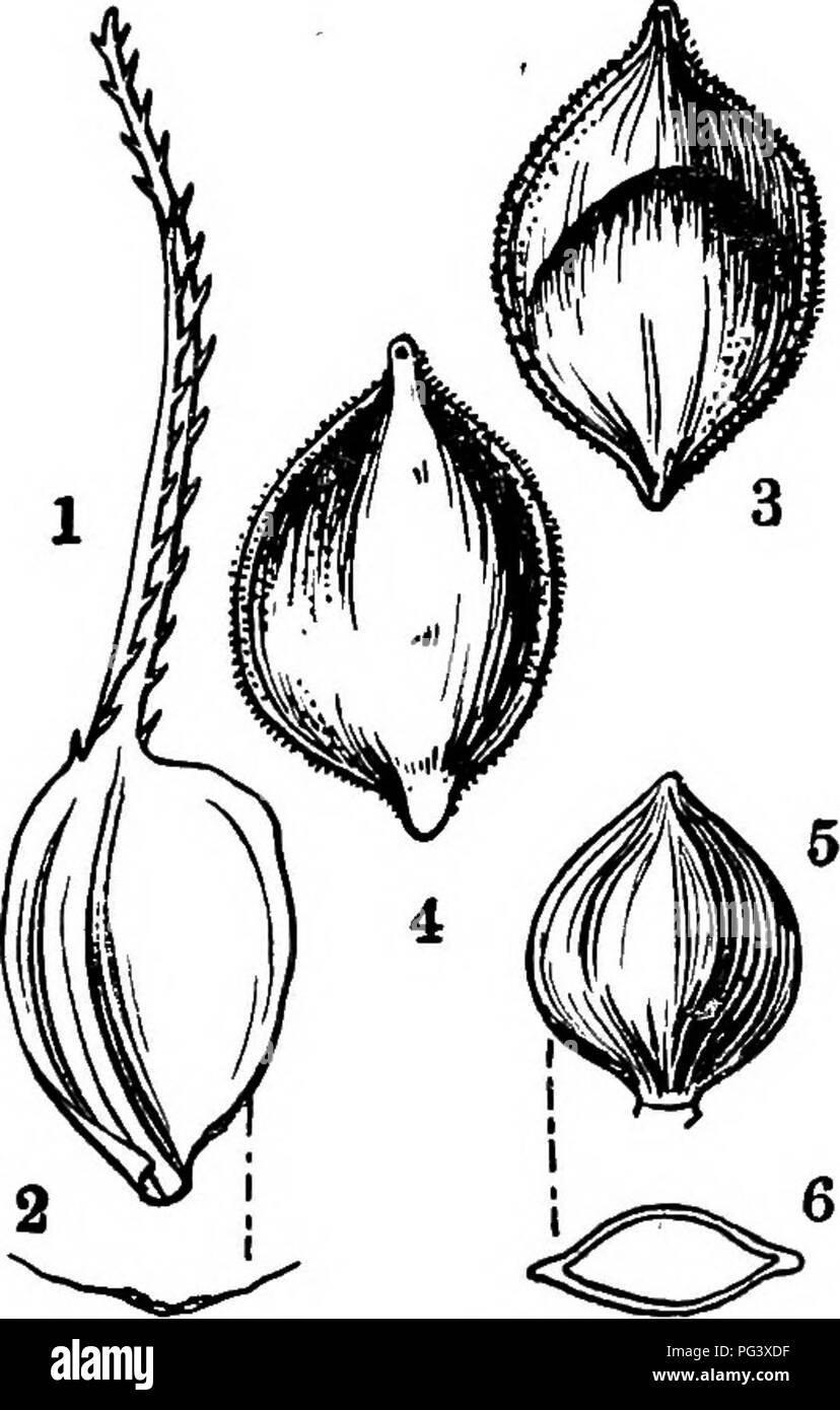 . Icones plantarum formosanarum nec non et contributiones ad floram formosanam; or, Icones of the plants of Formosa, and materials for a flora of the island, based on a study of the collections of the Botanical survey of the Government of Formosa. Botany. CtPEEACEib. 59. Fig. 34, Carex sMdiise'densis Hatata, 1, a scale; 2, section of the same; 3, 4, an utricle, seen from different sides; 5, a nutlet; 6, section of the same. cm. lougis gracillimis pandulis. Fl. J : squamis oblaneeolatis 4 mm. longis 1 mm. latis sursum rotimdatis apice cuspidatis, cuspidibus 1 mm. longis latere serrulatis; stami Stock Photo