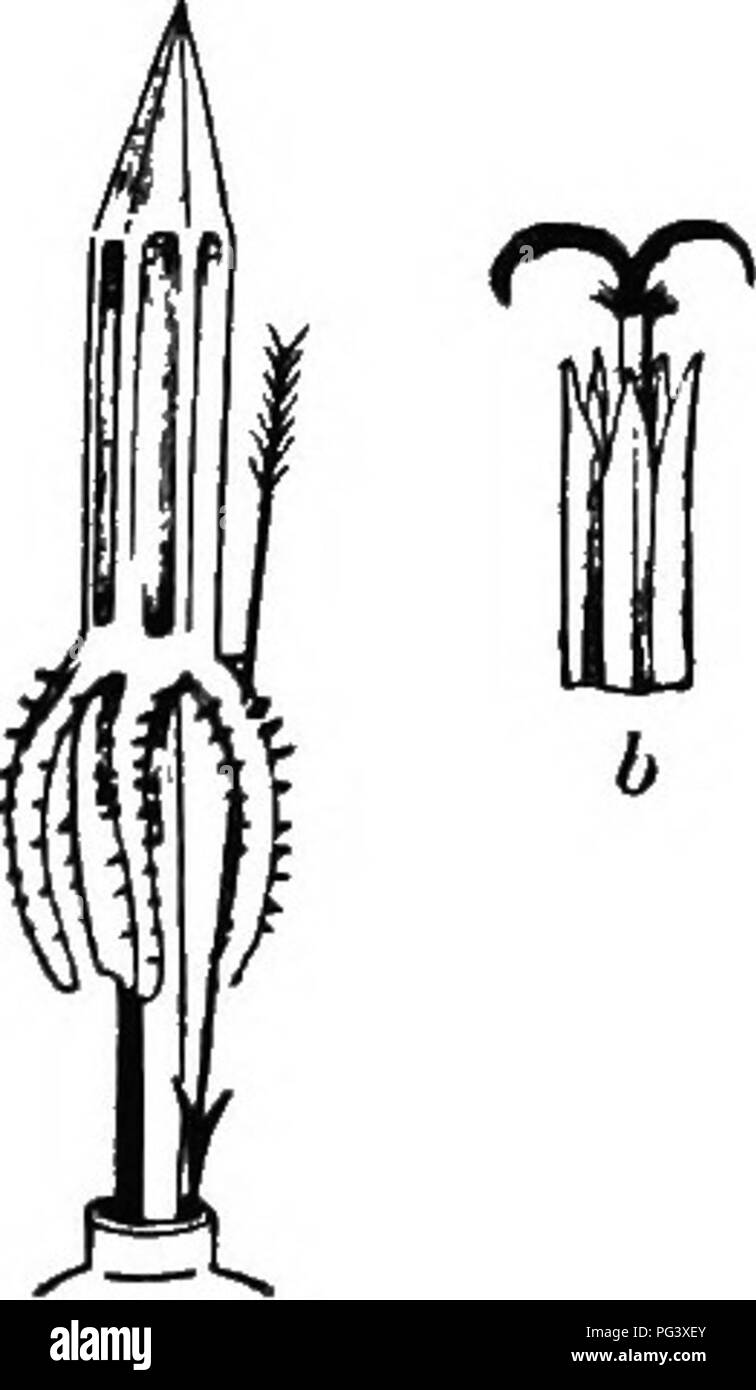 . The origin of floral structures : through insect and other agencies. Plants; Flowers; Flowers. 60 THE BTRUCT0BE Of FLOWEKS. walls whlcli touch.; so that when they are fully grown the cohesion is firmly secured. An imitative cohesion is seen in the anthers of the Heartsease, which arises from the interlocking of marginal hairs down the sides of the cells. Anthers, when thas closely approximate without actual cohesion, are usually called " connivent," as in Ericaeece, and the word is perhaps appropriate to those of Solanum Dulcamara; but in this plant the union is very close, and mig Stock Photo