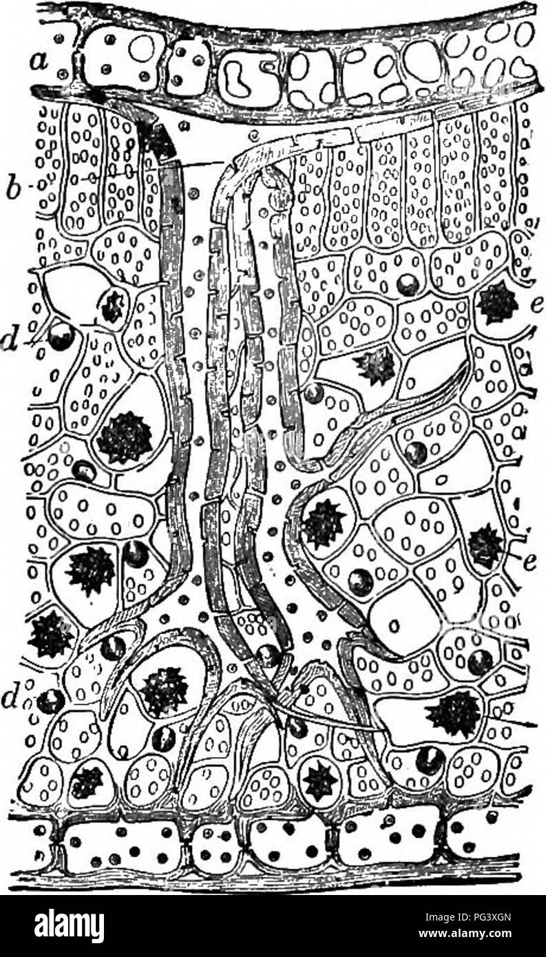 Ii Vegetable Physiology Plant Physiology Plant Anatomy 278 The Firm Attachment Of Fibres To Those Above And Those Below Ii Vegetable Physiology Plant Physiology Plant Anatomy 278 The Firm Attachment Of Fibres To Those Above And Those Below