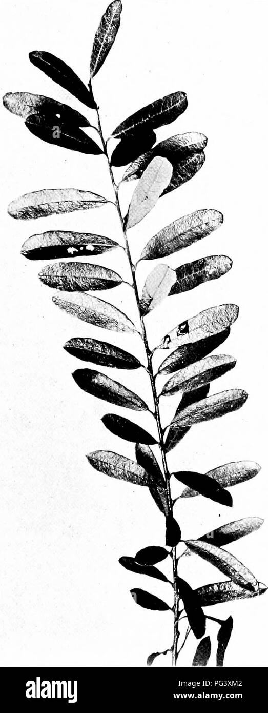Common shrubs Black and White Stock Photos & Images - Alamy