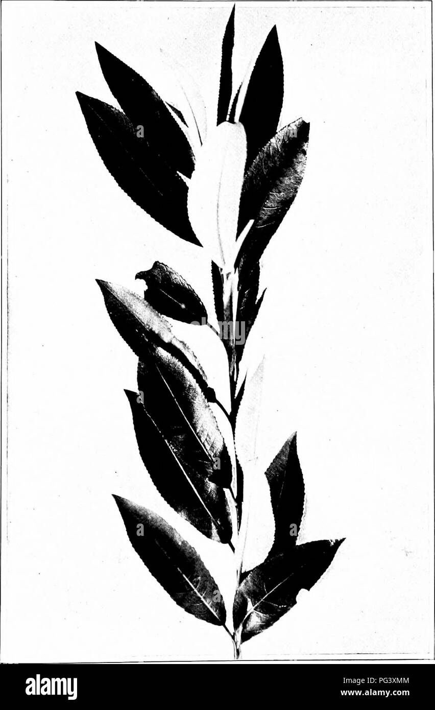 . Our northern shrubs and how to identify them : a handbook for the nature-lover . Shrubs. BROAD-LEAVED WILLOW. Broad-leaved Willow, Sal/x glaucophylla. Leaves 3' to 4' long.. Please note that these images are extracted from scanned page images that may have been digitally enhanced for readability - coloration and appearance of these illustrations may not perfectly resemble the original work.. Keeler, Harriet L. (Harriet Louise), 1846-1921. New York : Charles Scribner's Sons Stock Photo