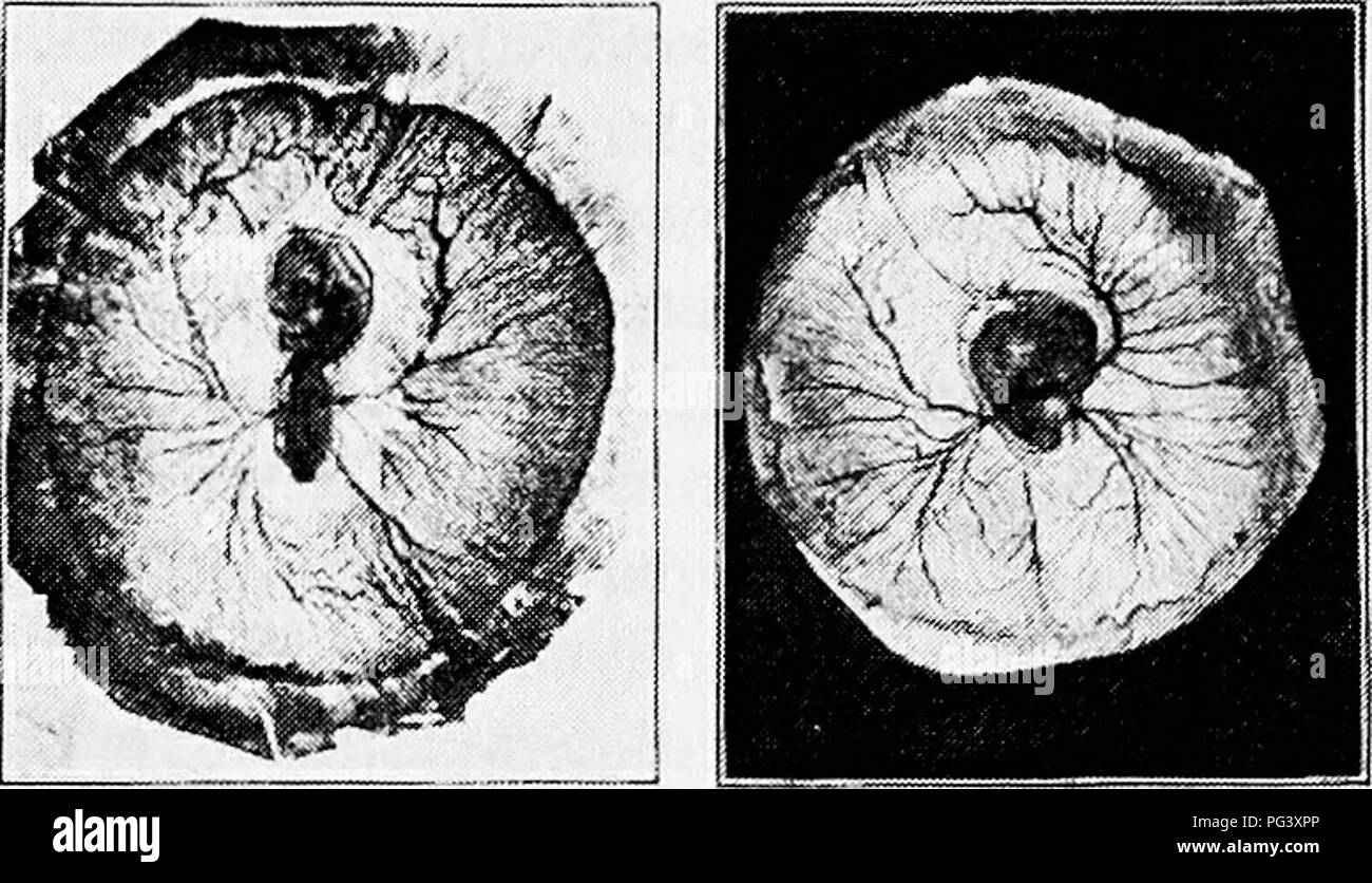 . Principles and practice of poultry culture . Poultry. Fii;. 2liS. r.iyhtccM hours l-io. 2iS(|. Second day Fiu. 290. Forty hours. Please note that these images are extracted from scanned page images that may have been digitally enhanced for readability - coloration and appearance of these illustrations may not perfectly resemble the original work.. Robinson, John H. (John Henry), 1863-1935. Boston ; New York : Ginn and Company Stock Photo