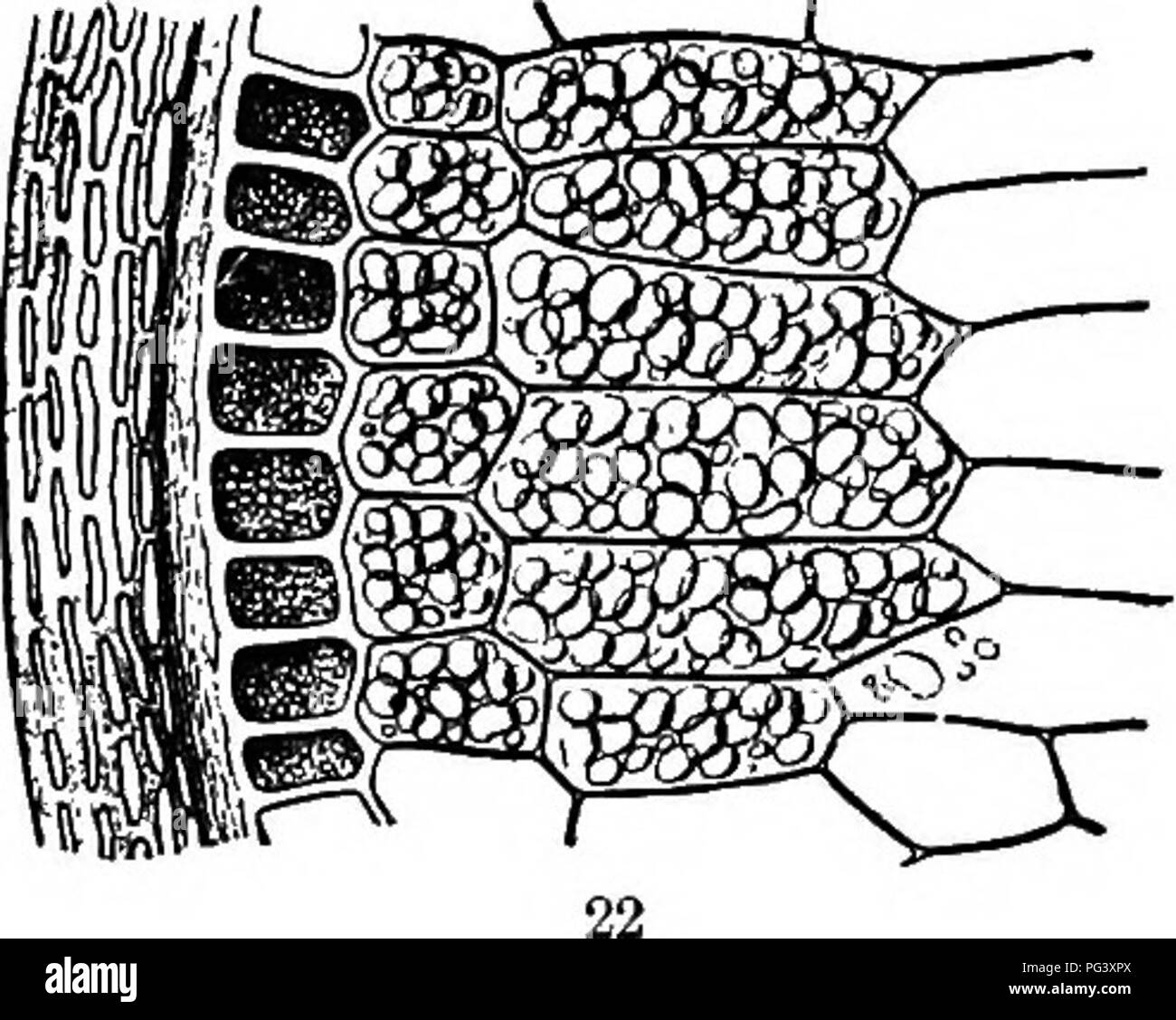 . Physiological botany; I. Outlines of the histology of phænogamous ...