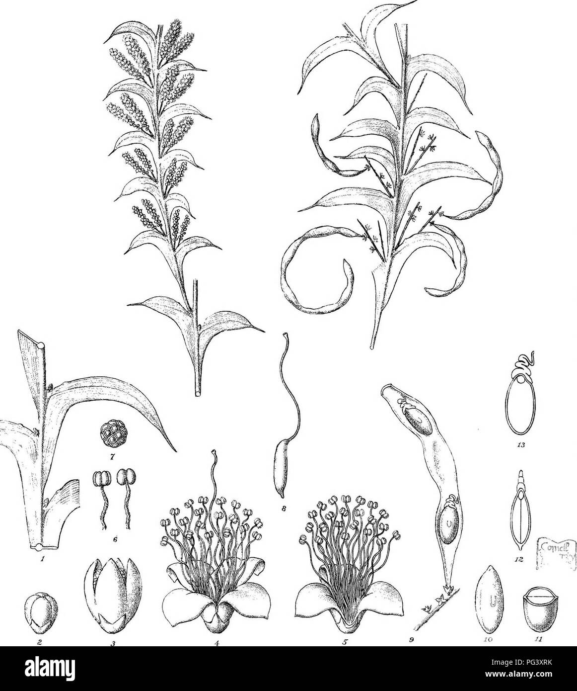 . Iconography of Australian species of Acacia and cognate genera. Acacia; Botany. R. Graff ddCTroedel&amp;C'Litli. p.vM direxil; Steam Lillio Gov Priiiling Office Mell). A(Bii®M toajpi^iTii Benlham.. Please note that these images are extracted from scanned page images that may have been digitally enhanced for readability - coloration and appearance of these illustrations may not perfectly resemble the original work.. Mueller, Ferdinand von, 1825-1896. Melbourne, J. Ferres, Govt. Printer Stock Photo