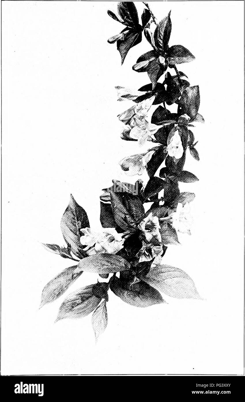 . Our northern shrubs and how to identify them : a handbook for the nature-lover . Shrubs. WE1GELA. Weigell, Diermlla rosea.. Please note that these images are extracted from scanned page images that may have been digitally enhanced for readability - coloration and appearance of these illustrations may not perfectly resemble the original work.. Keeler, Harriet L. (Harriet Louise), 1846-1921. New York : Charles Scribner's Sons Stock Photo