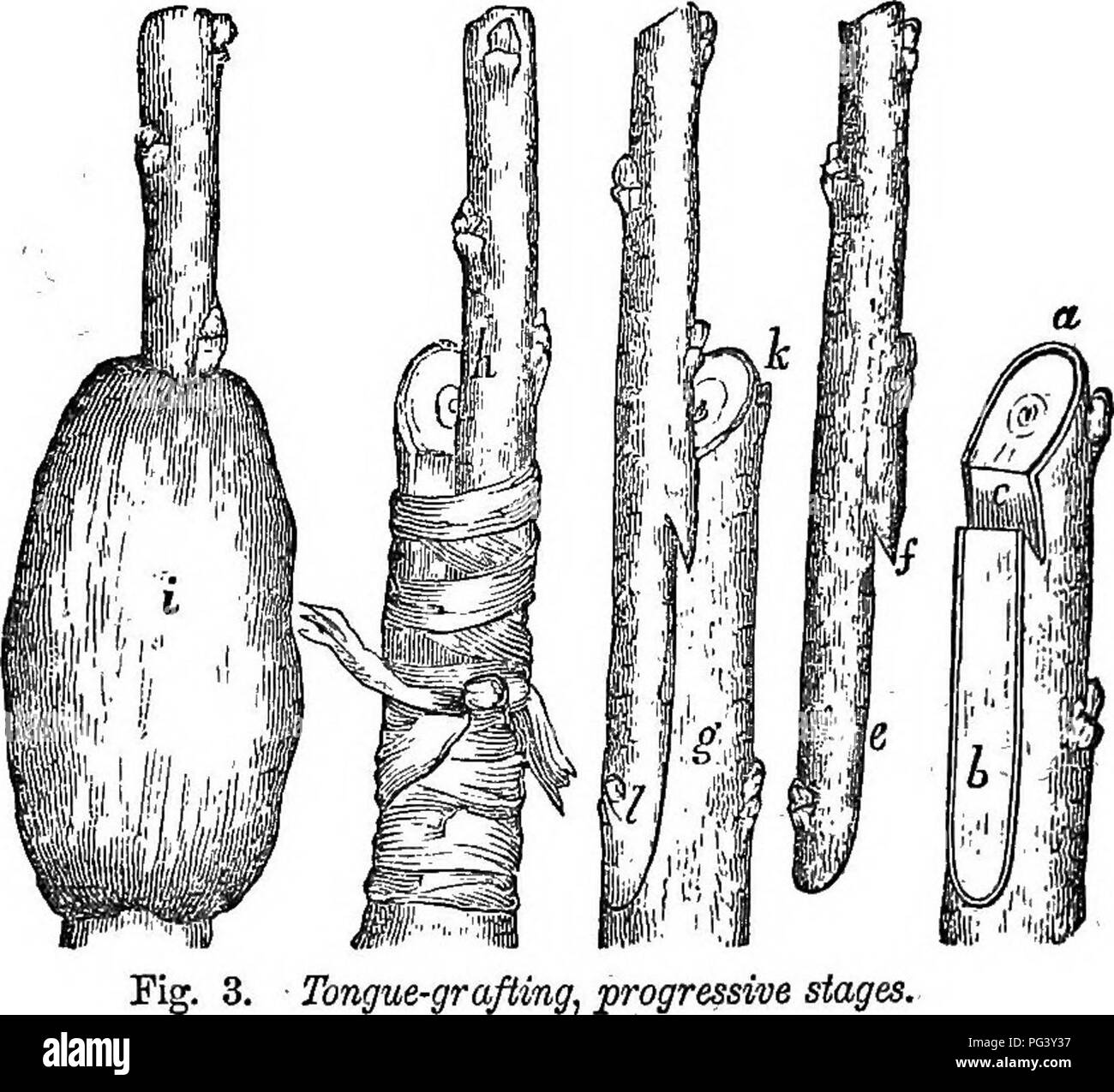 The Fruits And Fruit Trees Of America Or The Culture Propagation And Management In The Garden And Orchard Of Fruit Trees Generally With Descriptions Of All The Finest Varieties Of