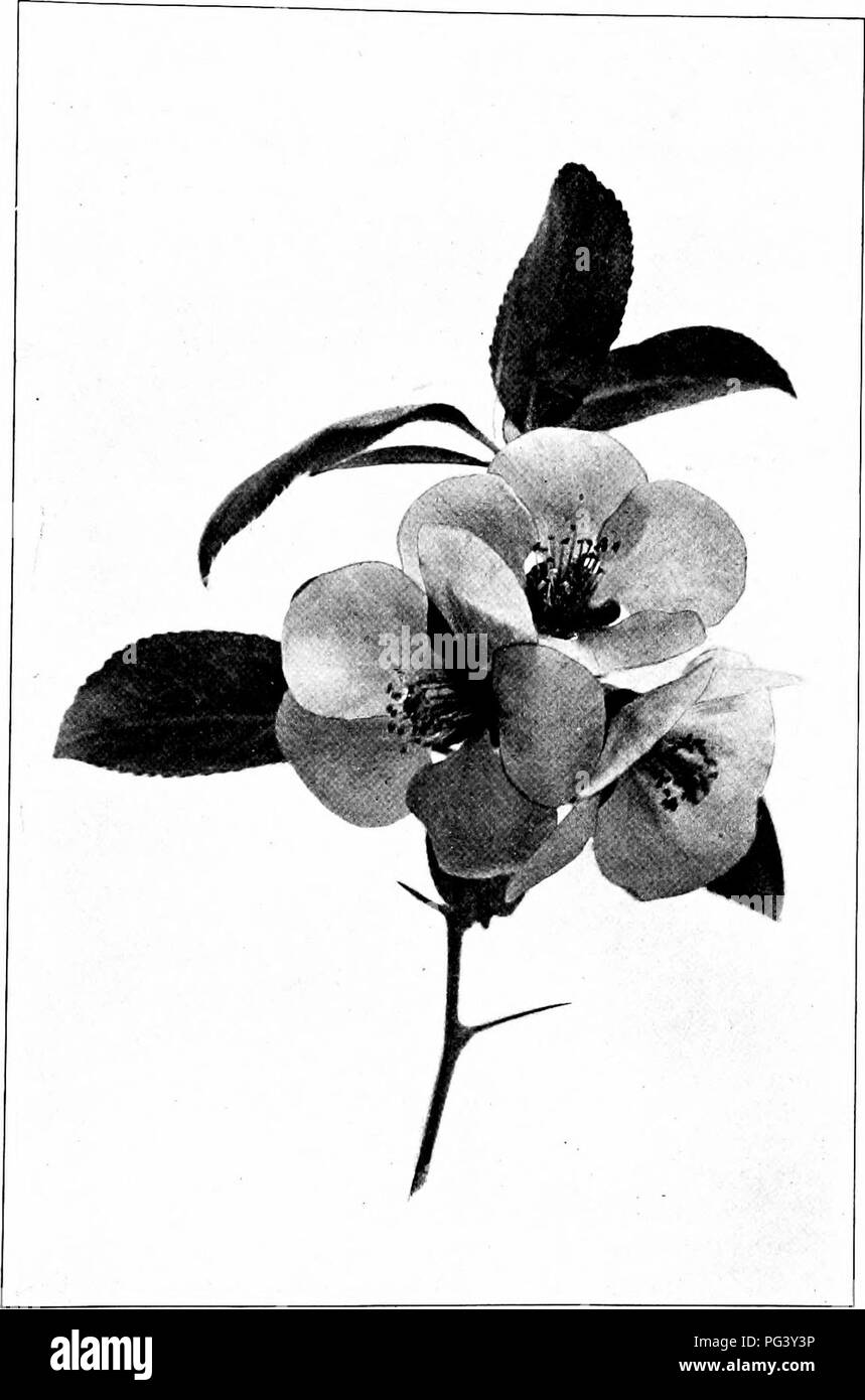 A guide for identifying northern shrubs, including the Japan Quince (Pyrus japonica), with detailed descriptions and illustrations of its flowers. The book provides practical tips for nature lovers on how to recognize various shrub species. The images, extracted from scanned pages, may differ slightly from the original illustrations due to digital enhancement. Stock Photo