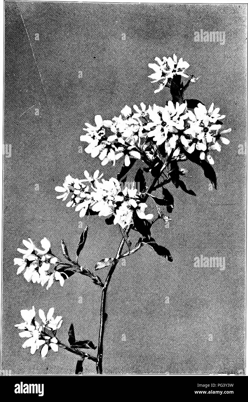 . Our northern shrubs and how to identify them : a handbook for the nature-lover . Shrubs. LOW IUNE-BERR¥. Low June-berry, Amelanchier spicata.. Please note that these images are extracted from scanned page images that may have been digitally enhanced for readability - coloration and appearance of these illustrations may not perfectly resemble the original work.. Keeler, Harriet L. (Harriet Louise), 1846-1921. New York : Charles Scribner's Sons Stock Photo